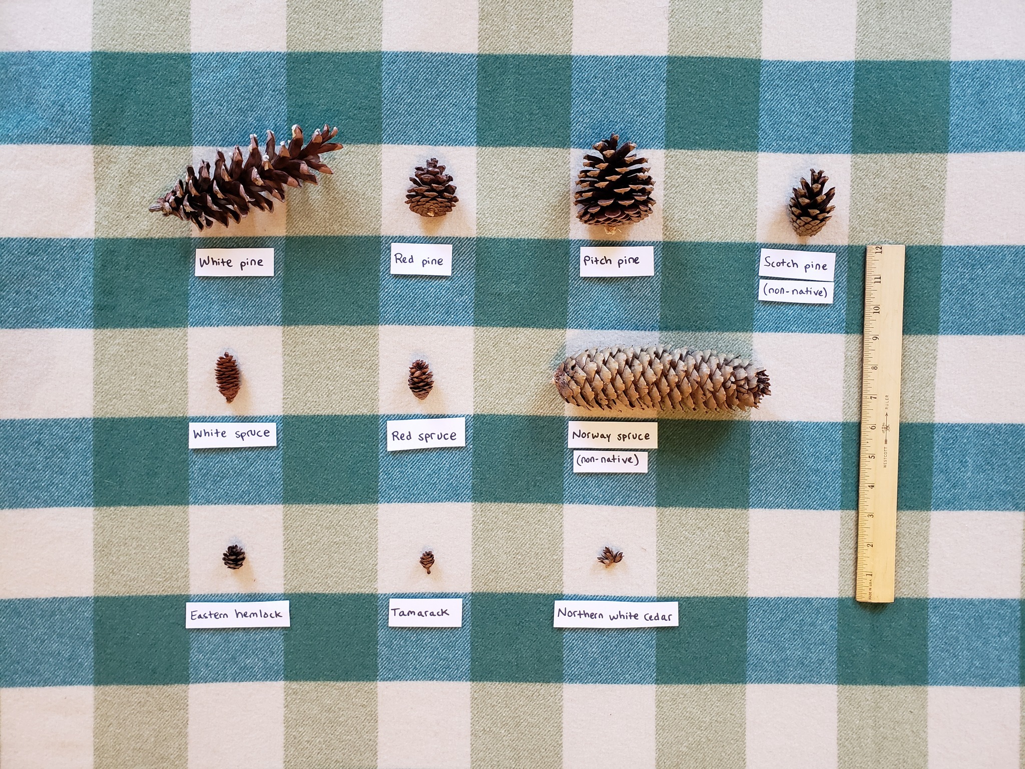 NYS - Do you know your cones? In New York State, you can find several ...