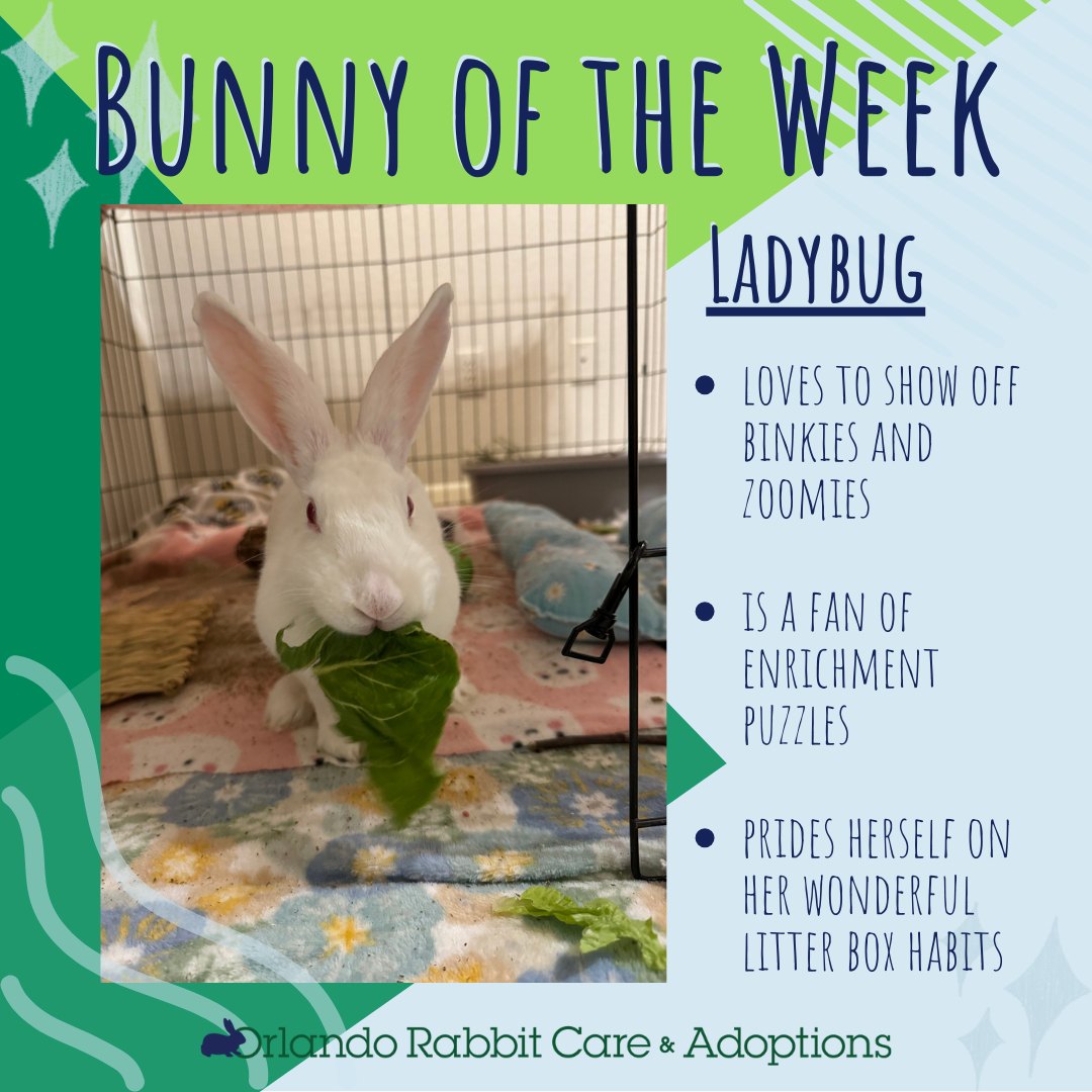 Orlando Rabbit Care & Adoptions | Longwood FL