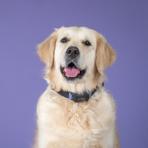 PetPace - 🎶 5.9% Lower Stress in Dogs! 🐾 Discover the calming power of ...