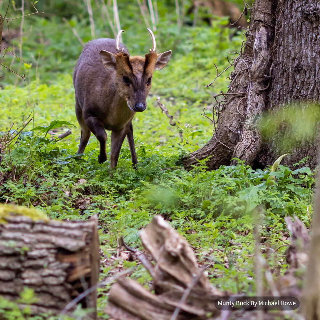 The British Deer Society - Official - 🌿 Deer Photography Friday 🌿 This ...