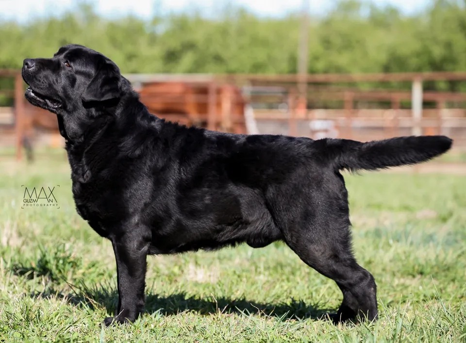 Howard's English Labradors | Holley OR