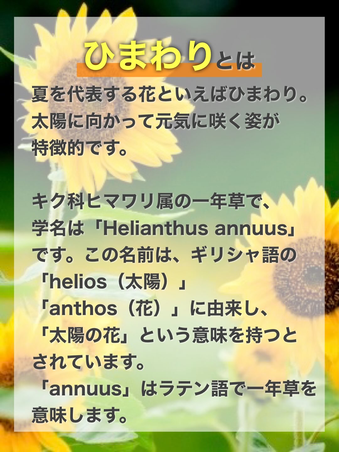 ひまわり の 意味