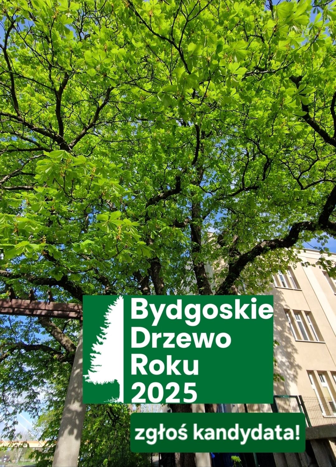 MODrzew - WYCINKA DRZEW PRZEZ PKP - AKTUALIZACJA Wczoraj minął termin ...