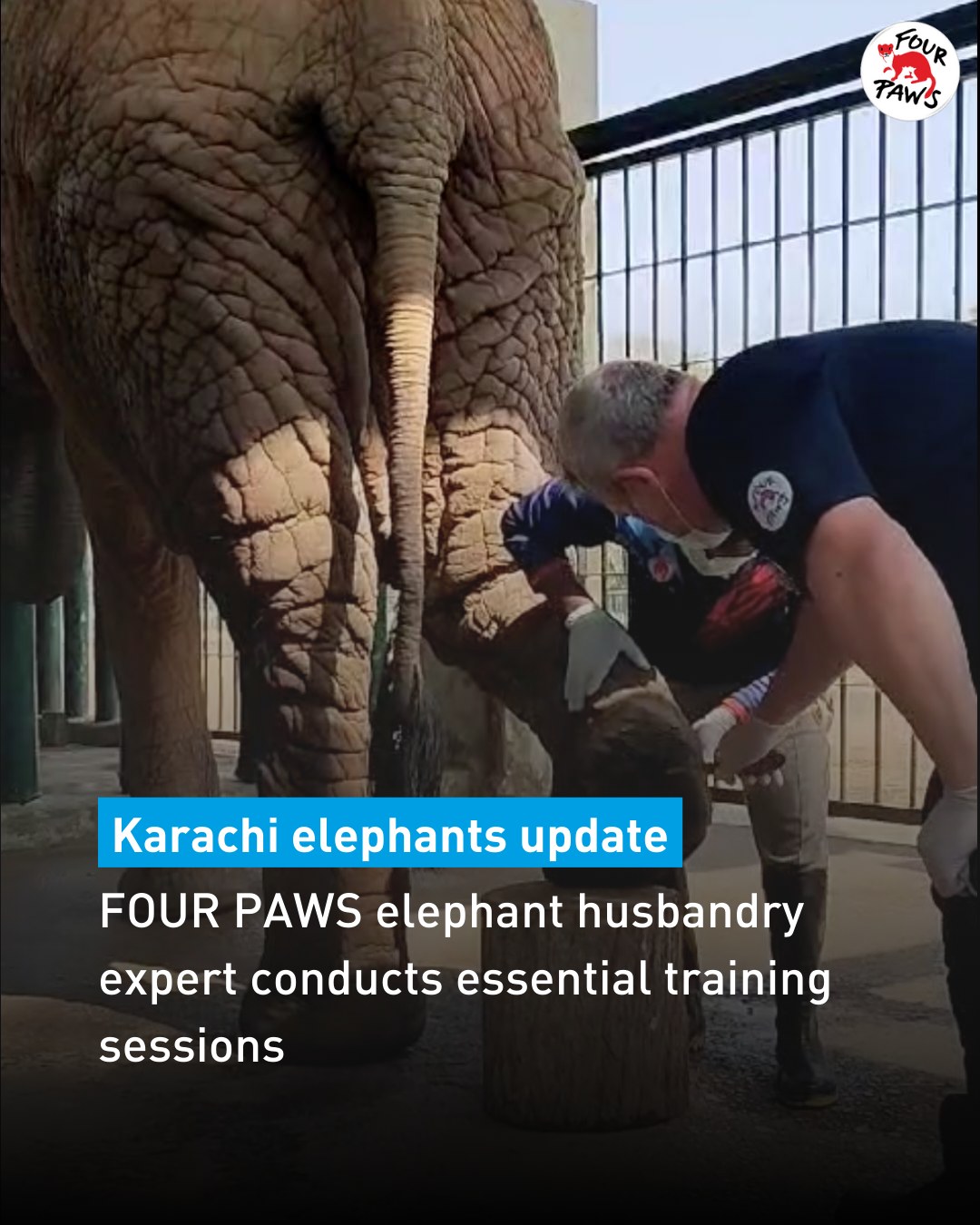 FOUR PAWS - Huge Karachi Elephants Update! 👇 🐘 Training days for ...