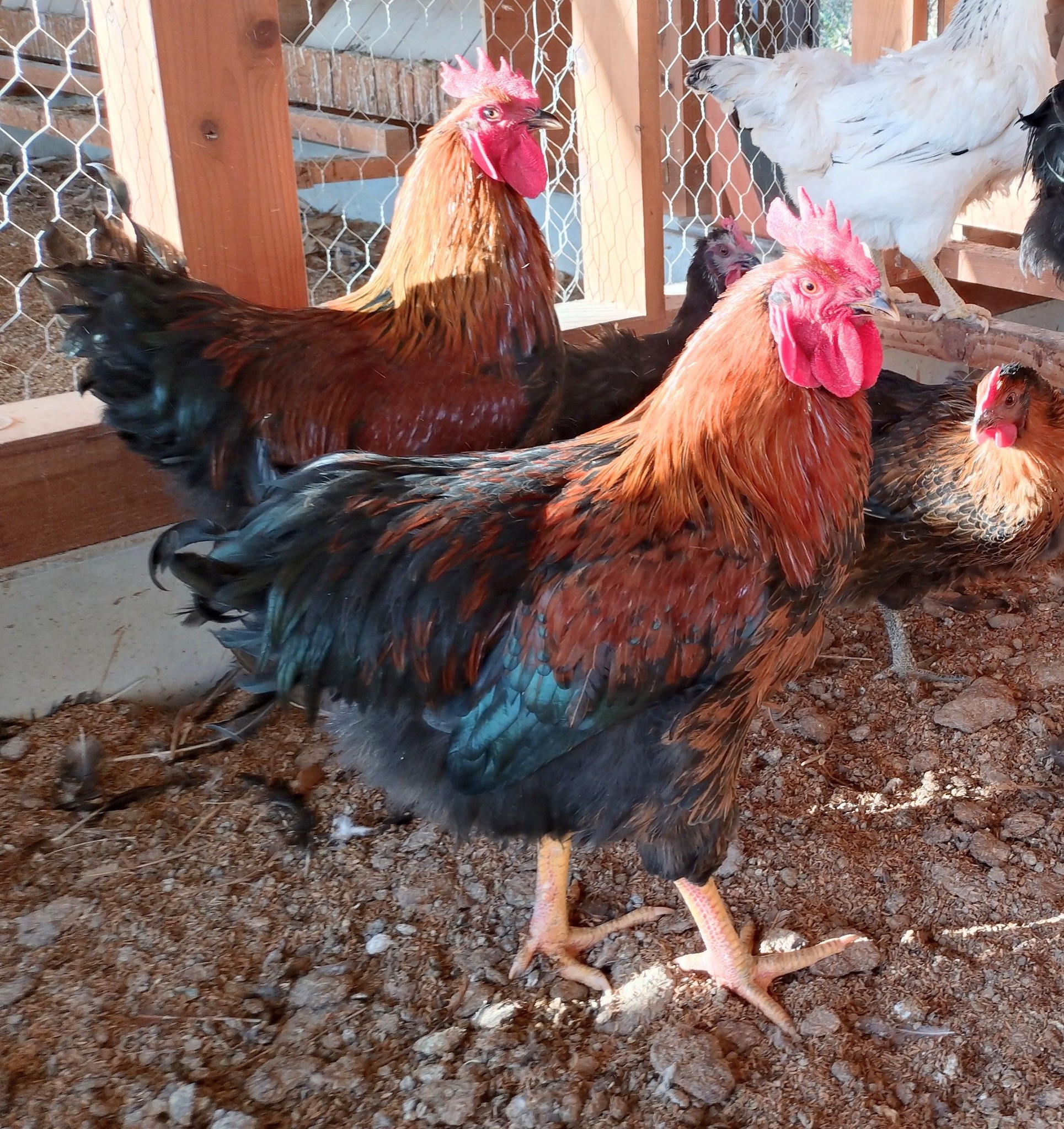 Gallus Japan株式会社 種鶏業務 「地鶏」の雛・種卵・成鶏 販売 - 鶏舎の建築 進捗状況 「種鶏鶏舎」の屋根ができました。 長さは ...