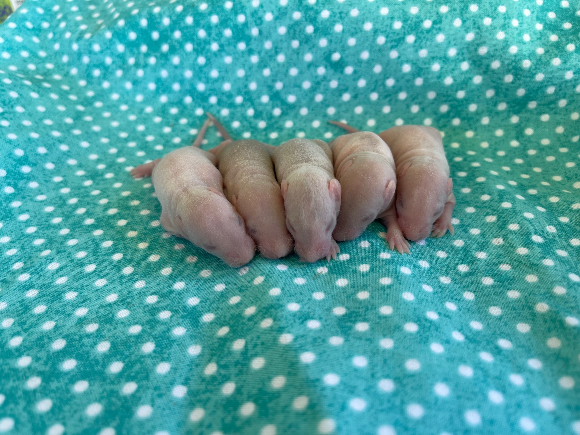 Sapphire Ranch Rattery