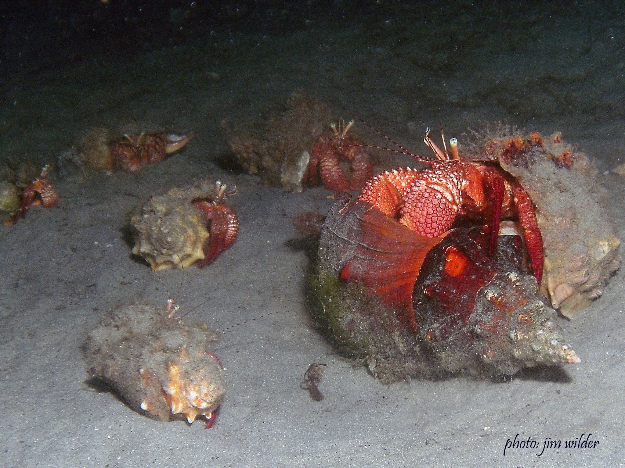 Blue - Hermit crabs make their homes in abandoned shells and carry them ...