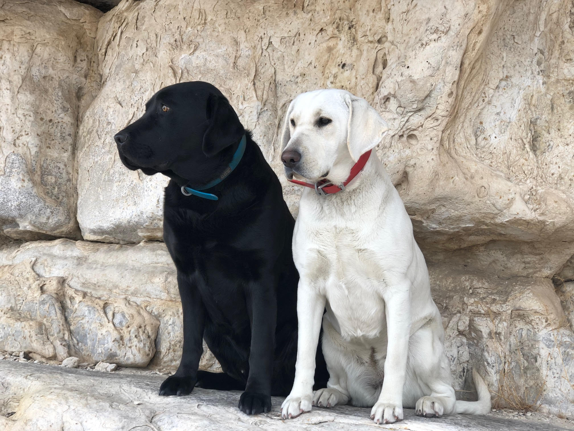 Valhalla Labradors | Springville UT