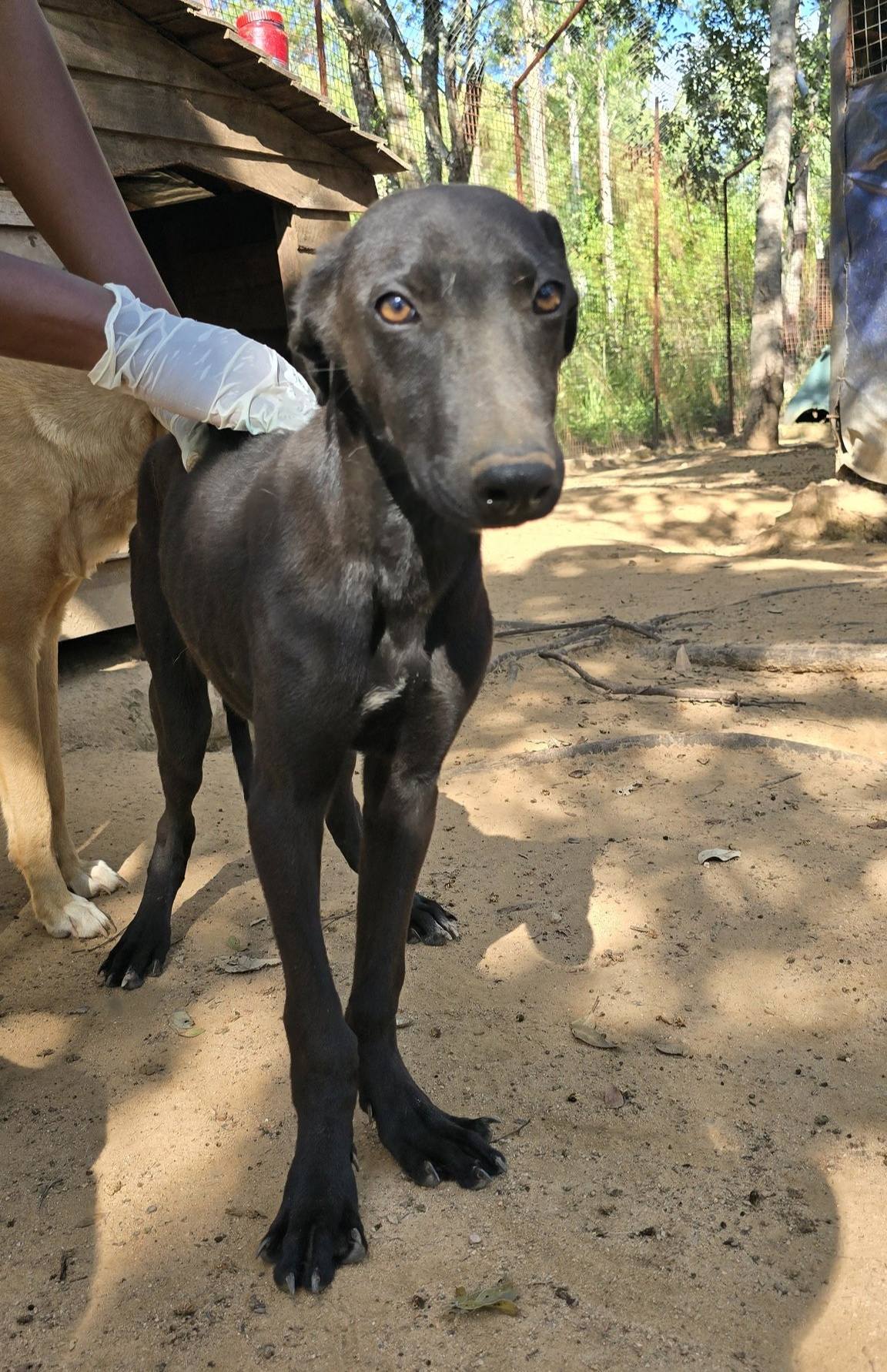 The Twala Trust Animal Sanctuary - Sweet Spot! Spot came in to Doggy ...