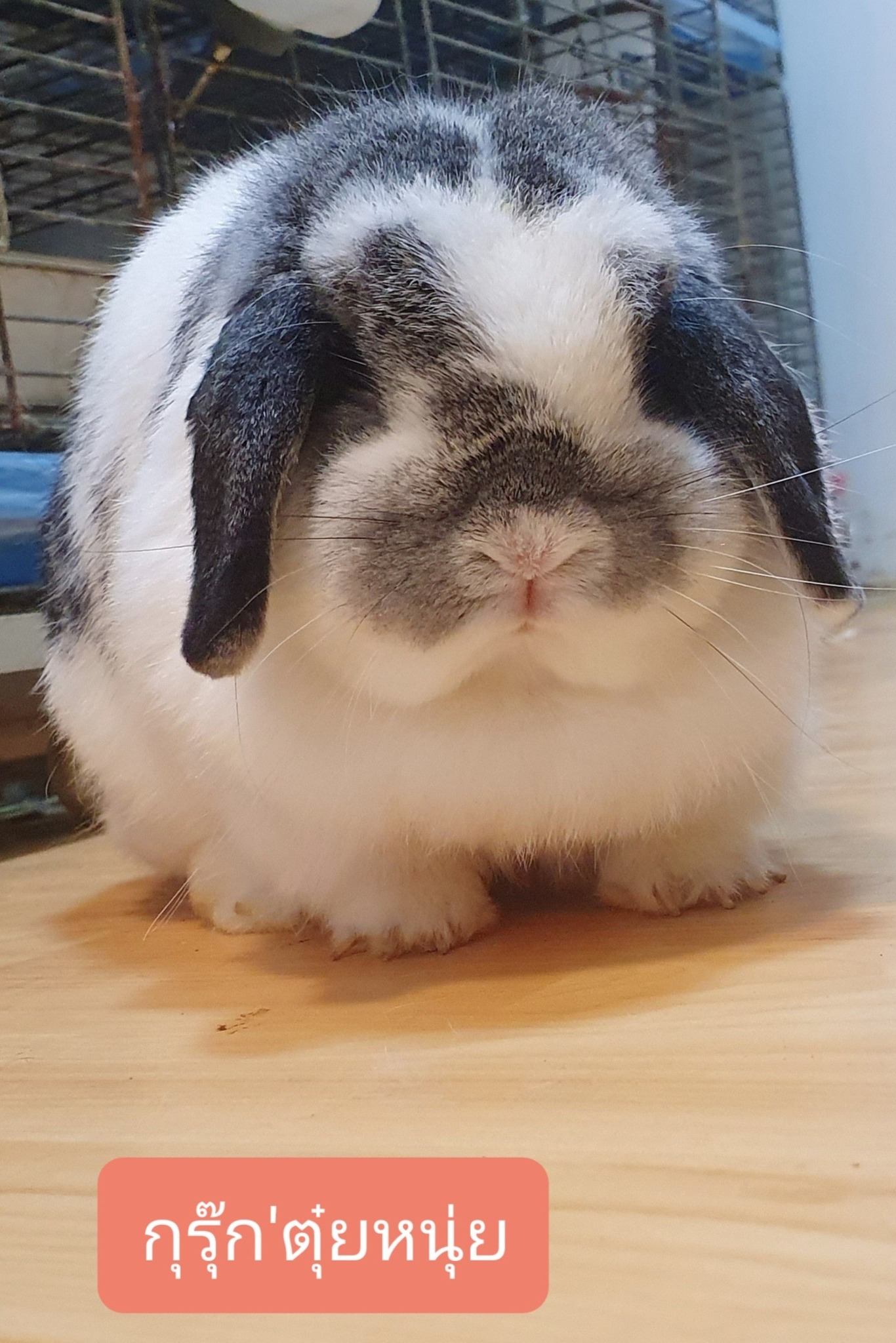 Haru rabbit farm added a new photo. - Haru rabbit farm