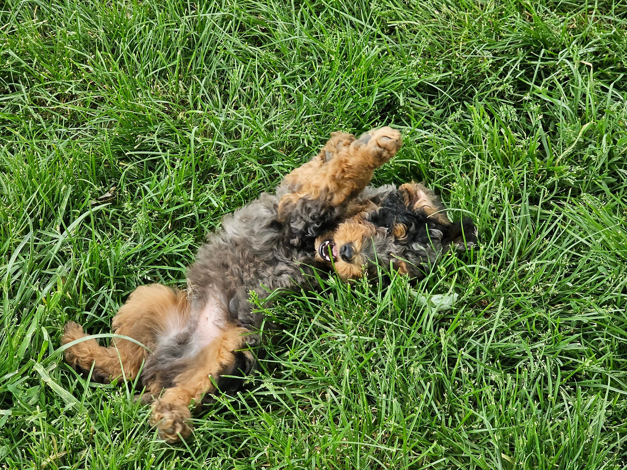 Critter Ridge Toy and Mini Australian Shepherds