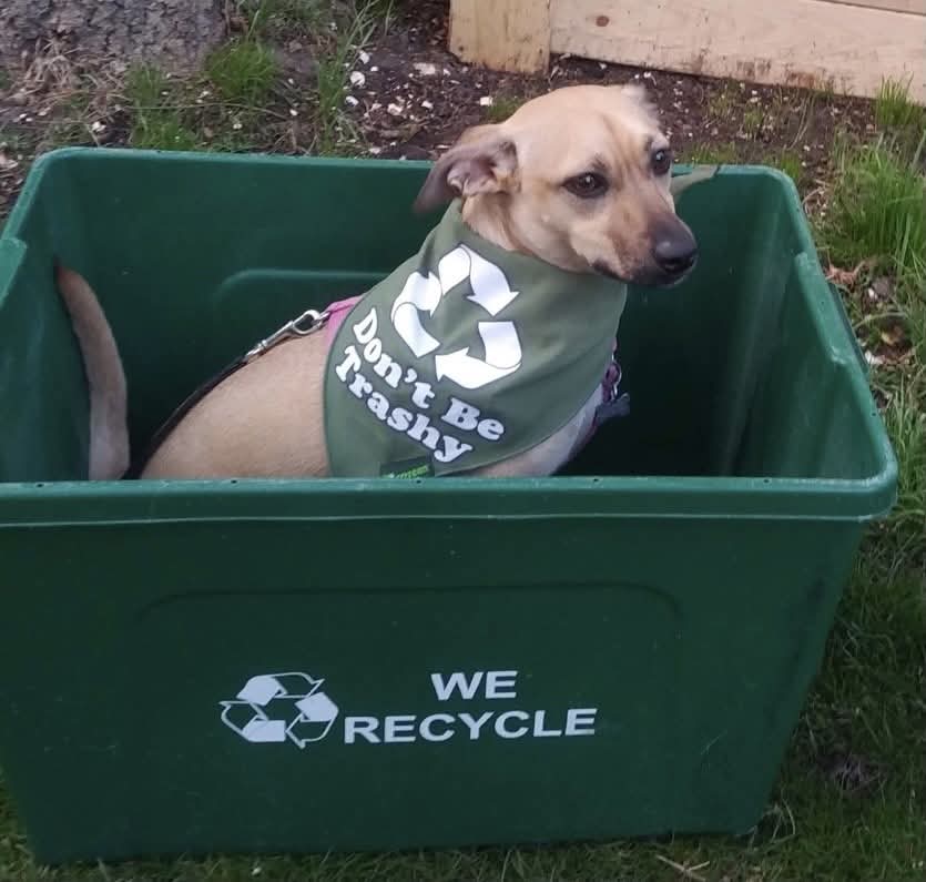 Mid - Happy Earth Day, friends! While we think the Recycling Raccoons ...