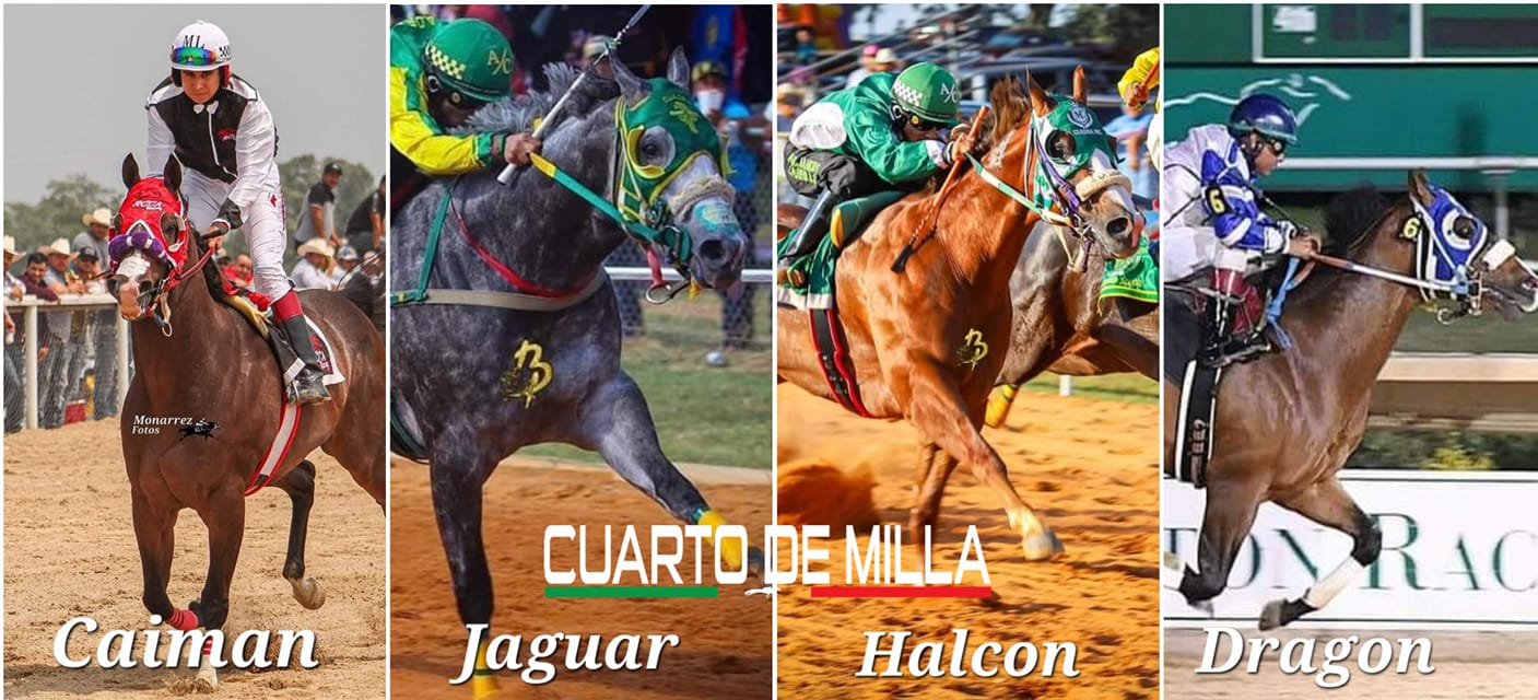Cuarto de Milla - El Jaguar de Cuadra Cristo Rey(C....
