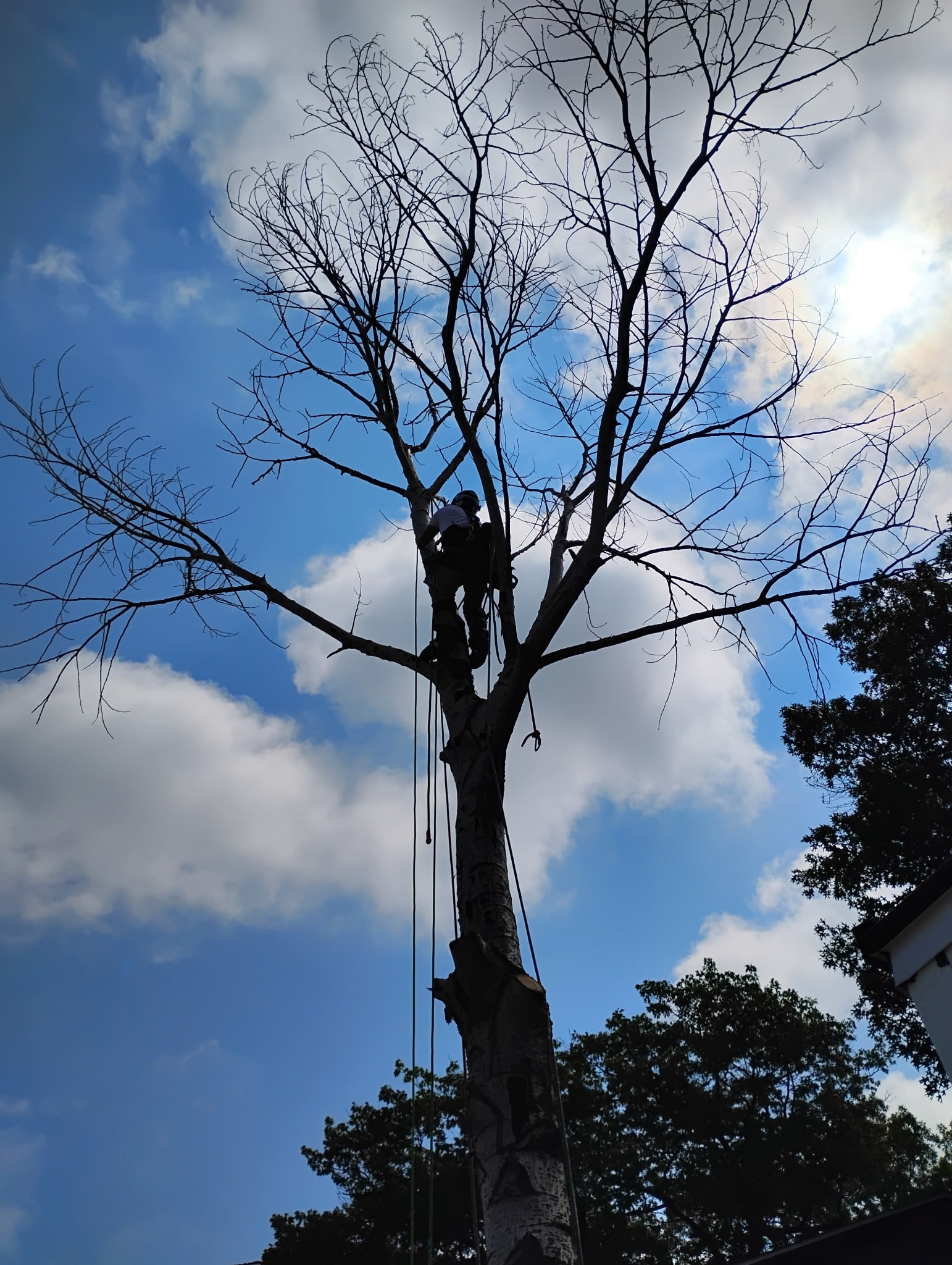Patriot Tree Service LLC | Sebewaing MI