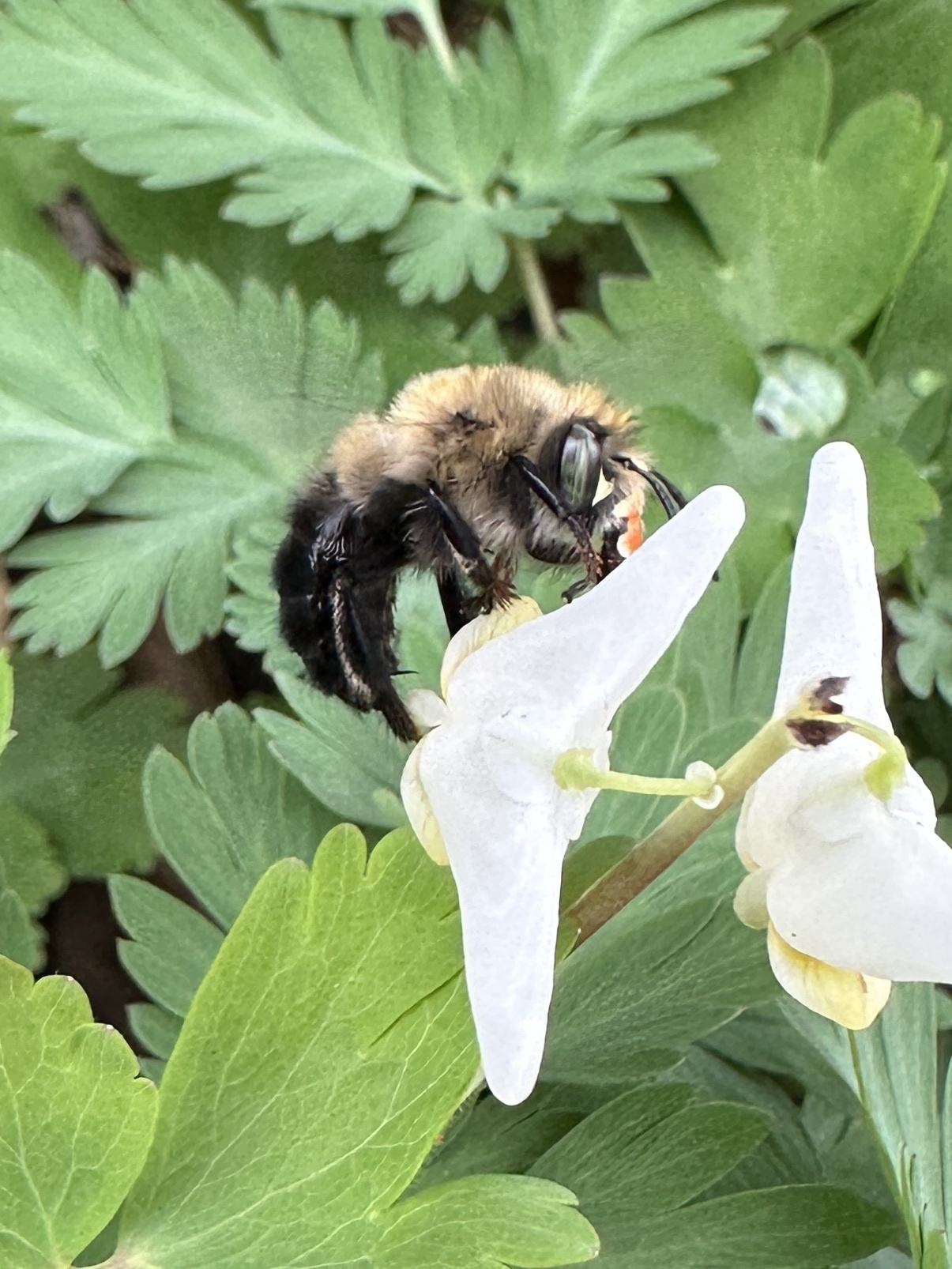 iNaturalist.org