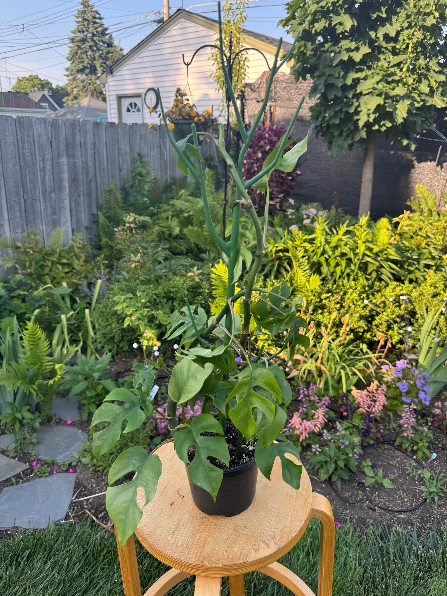Mini Monstera/ Rhaphidophora in 6” pot - Plants & Seedlings - Racine ...