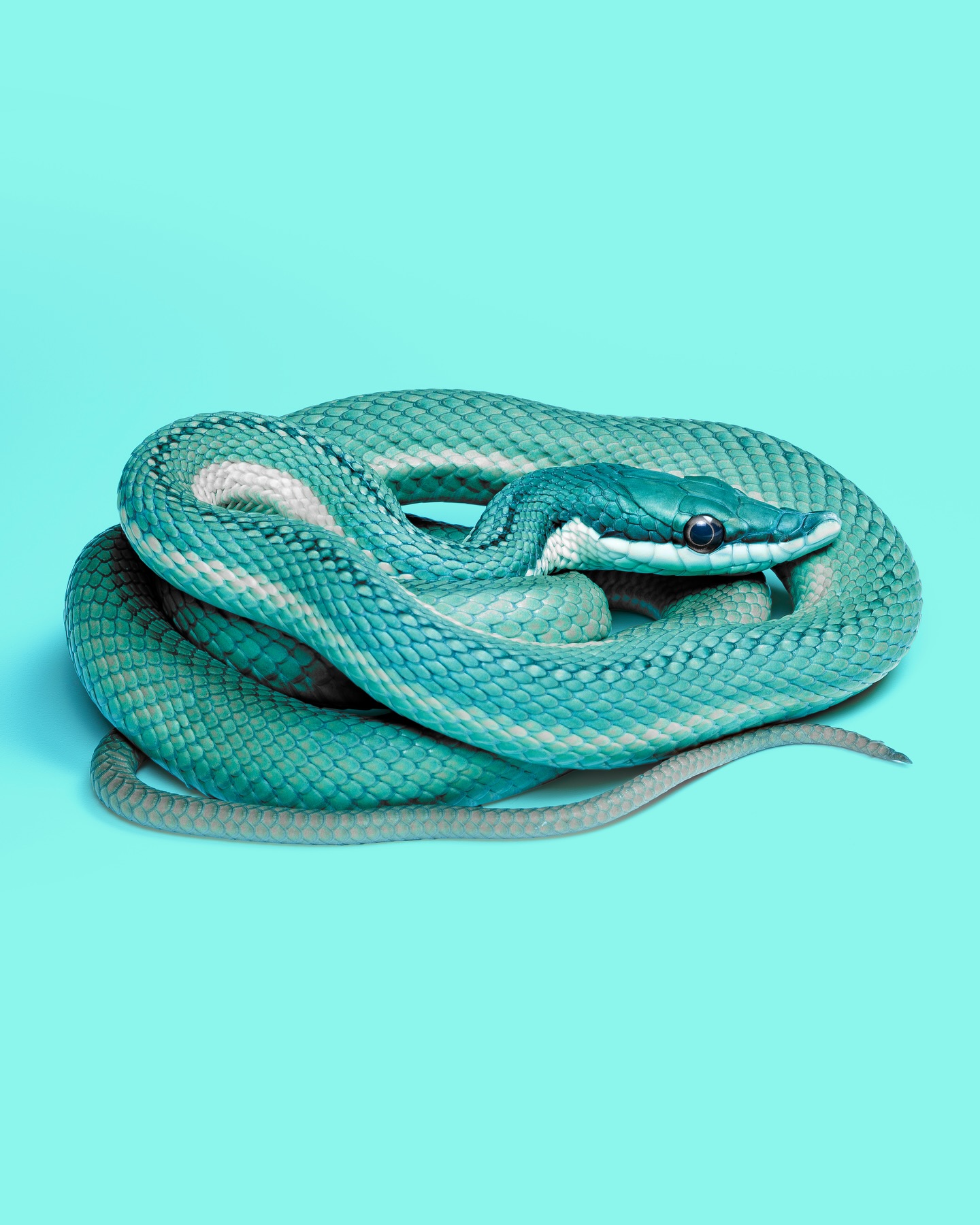 @the_jungle_reptiles captured the... - The Reptile Report | Facebook