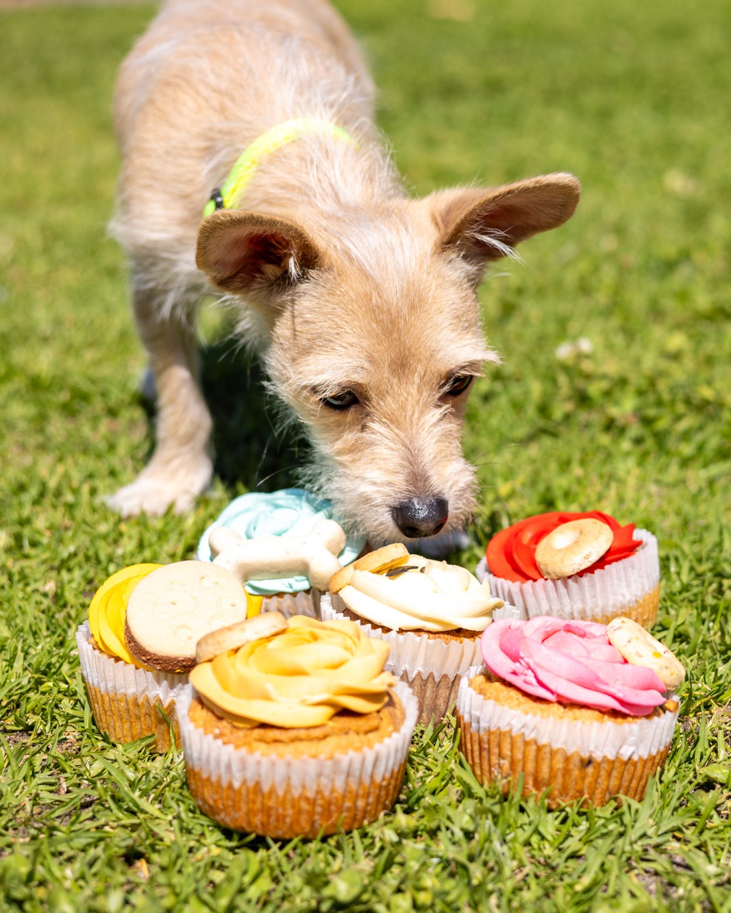 RSPCA WA - Tiddle was spoiled rotten with pup-cakes! 🥰...