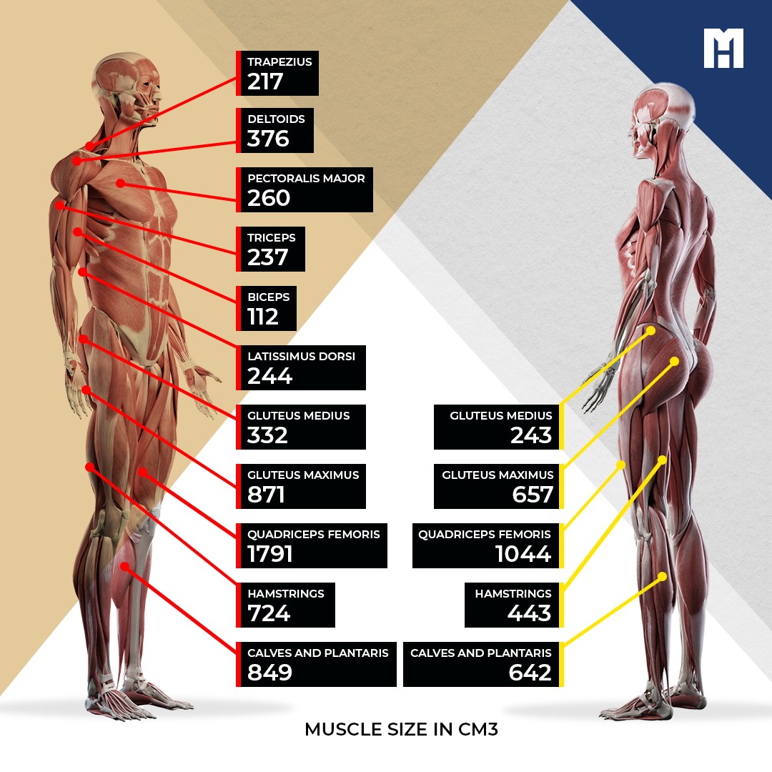 Menno - Most people’s idea of which muscles are small and which are ...