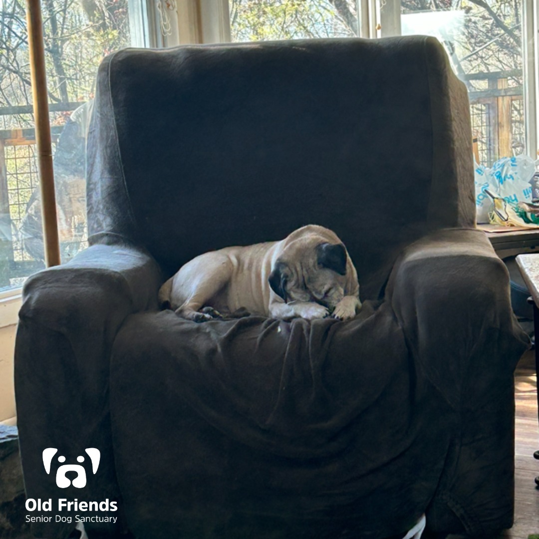 Old Friends Senior Dog - Old Friends Senior Dog Sanctuary
