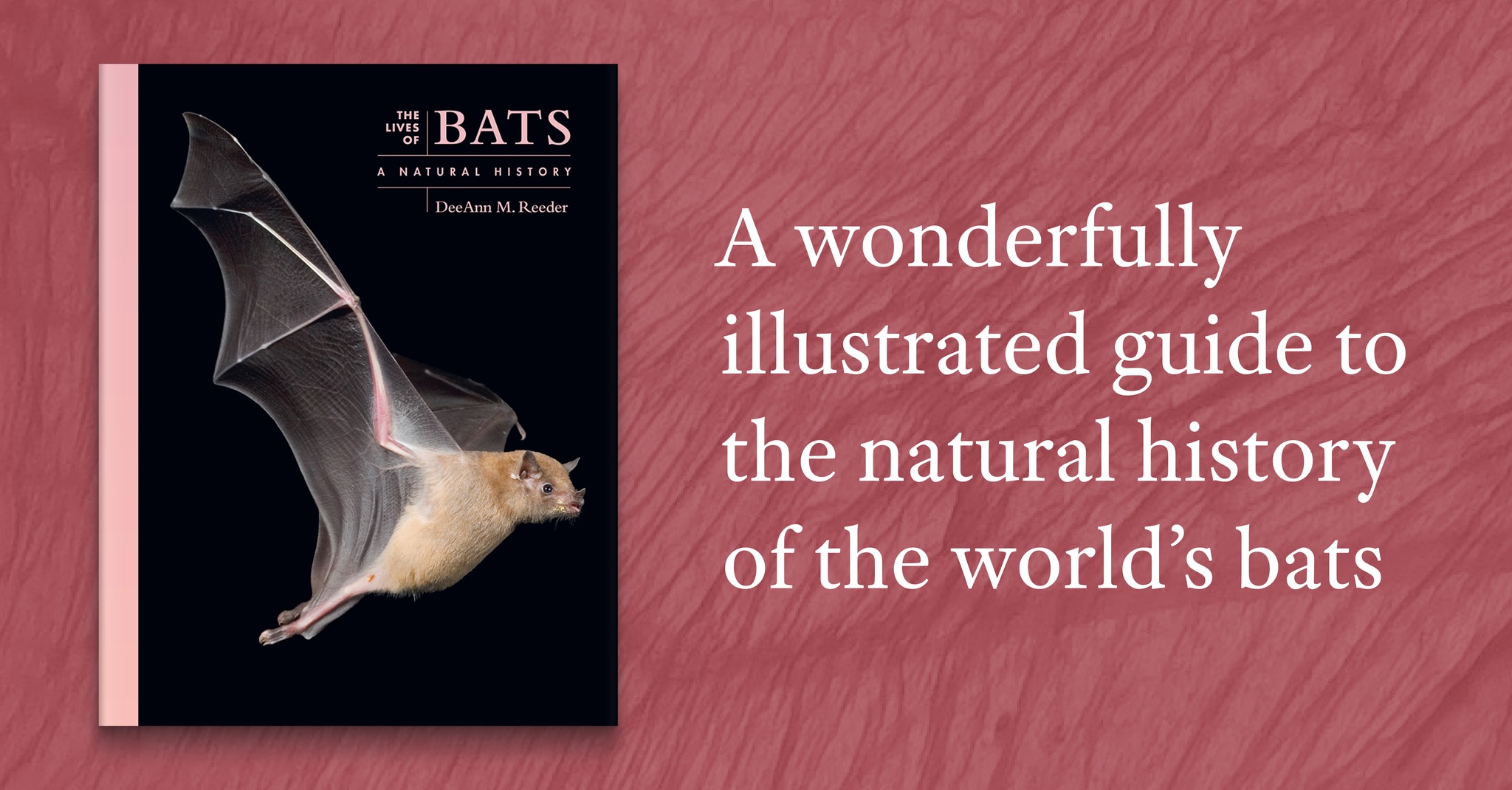 Princeton - Bats are the second-largest order of mammals and inhabit ...