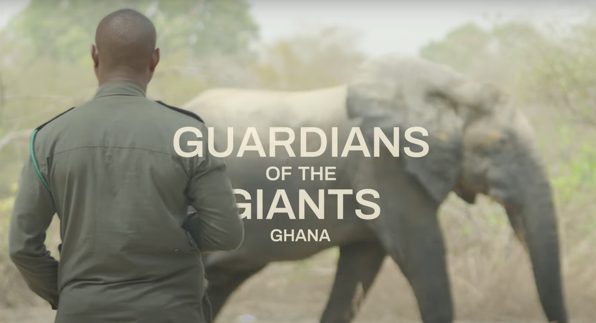 Elephant - Step into the boots of the brave rangers safeguarding one of ...