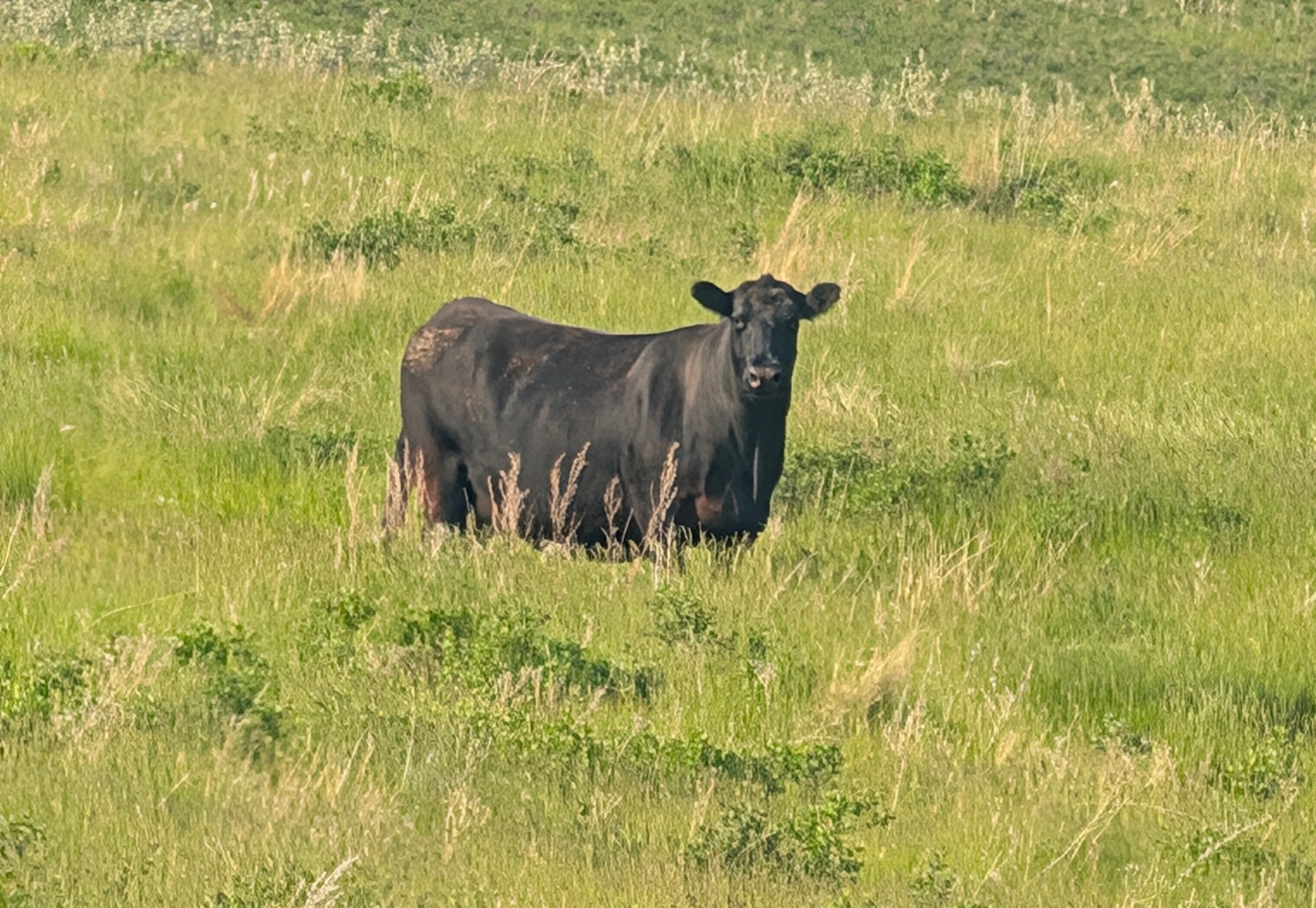 McCumber Angus Ranch | Rolette ND