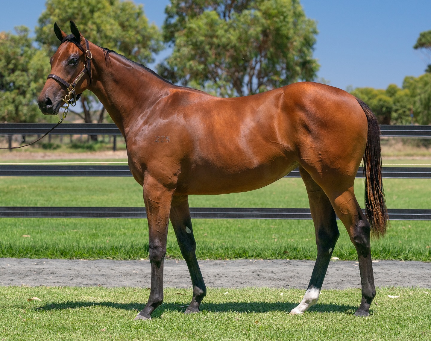 Price Thoroughbreds | Capel WA
