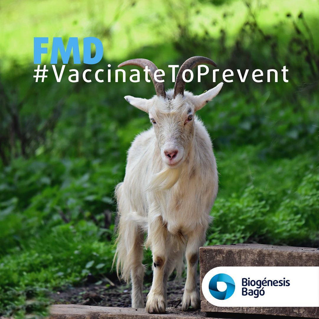 Biogénesis - Foot and Mouth Disease (FMD) is regarded as one of the ...