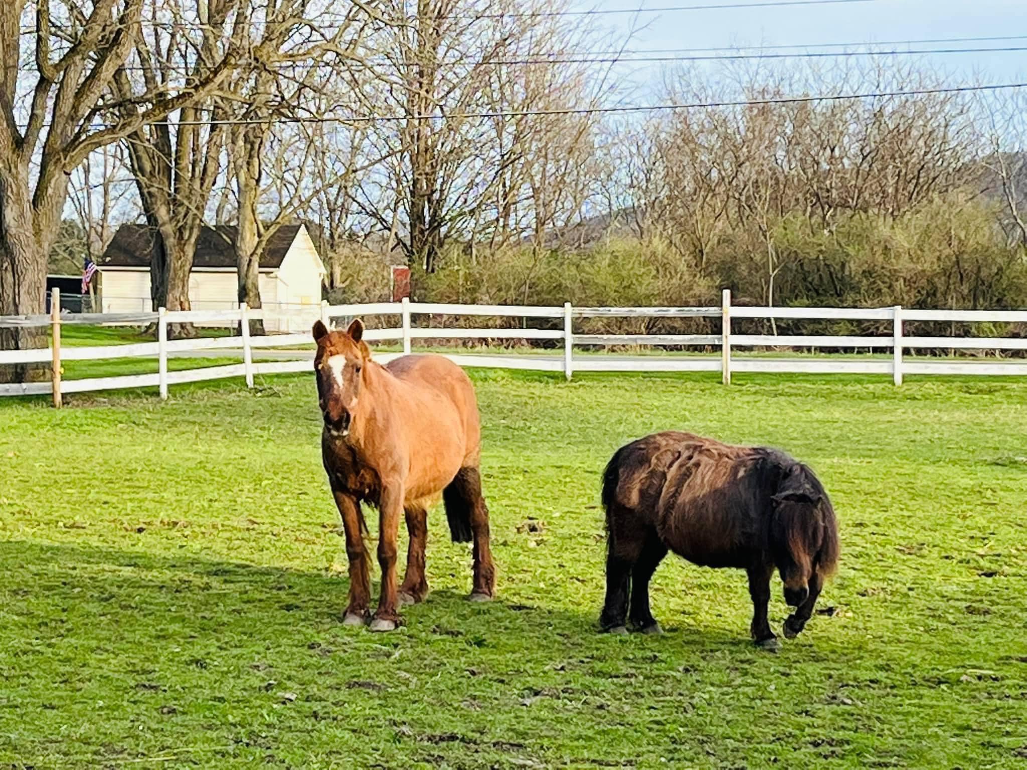 Foxtale Horse Farm in the Fingerlakes | Horseheads NY