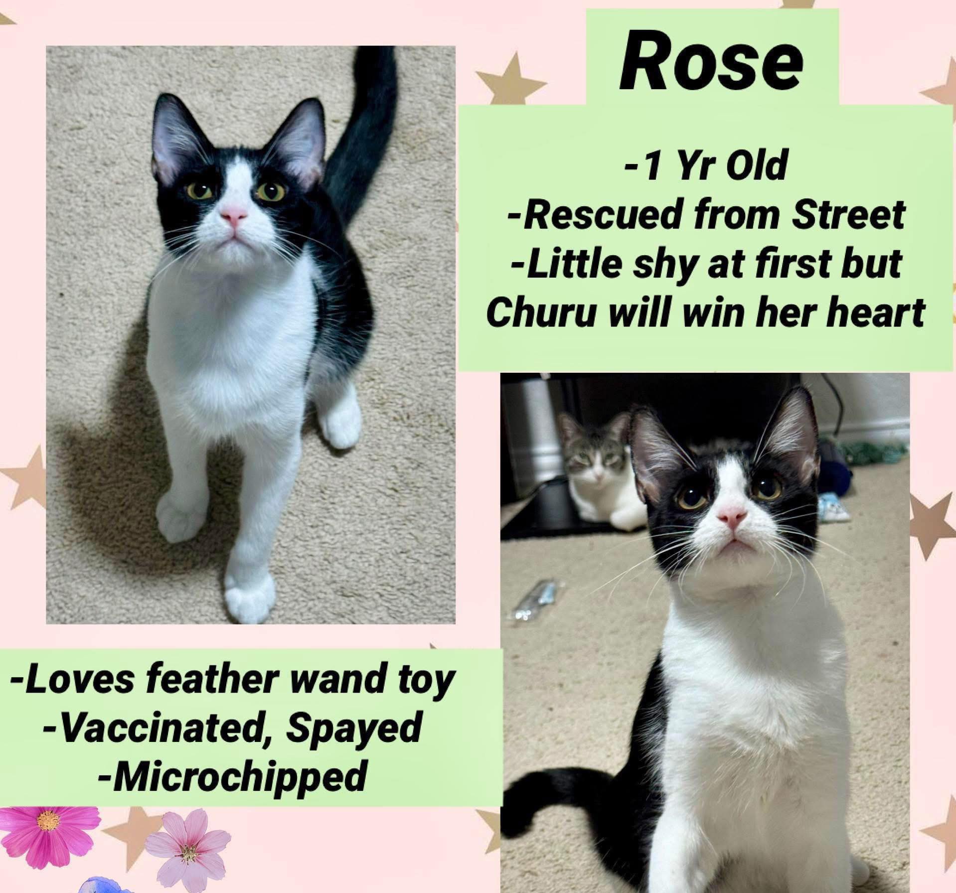 Meet Rose, a 1 year old beautiful... - Matilda's Garden | Facebook