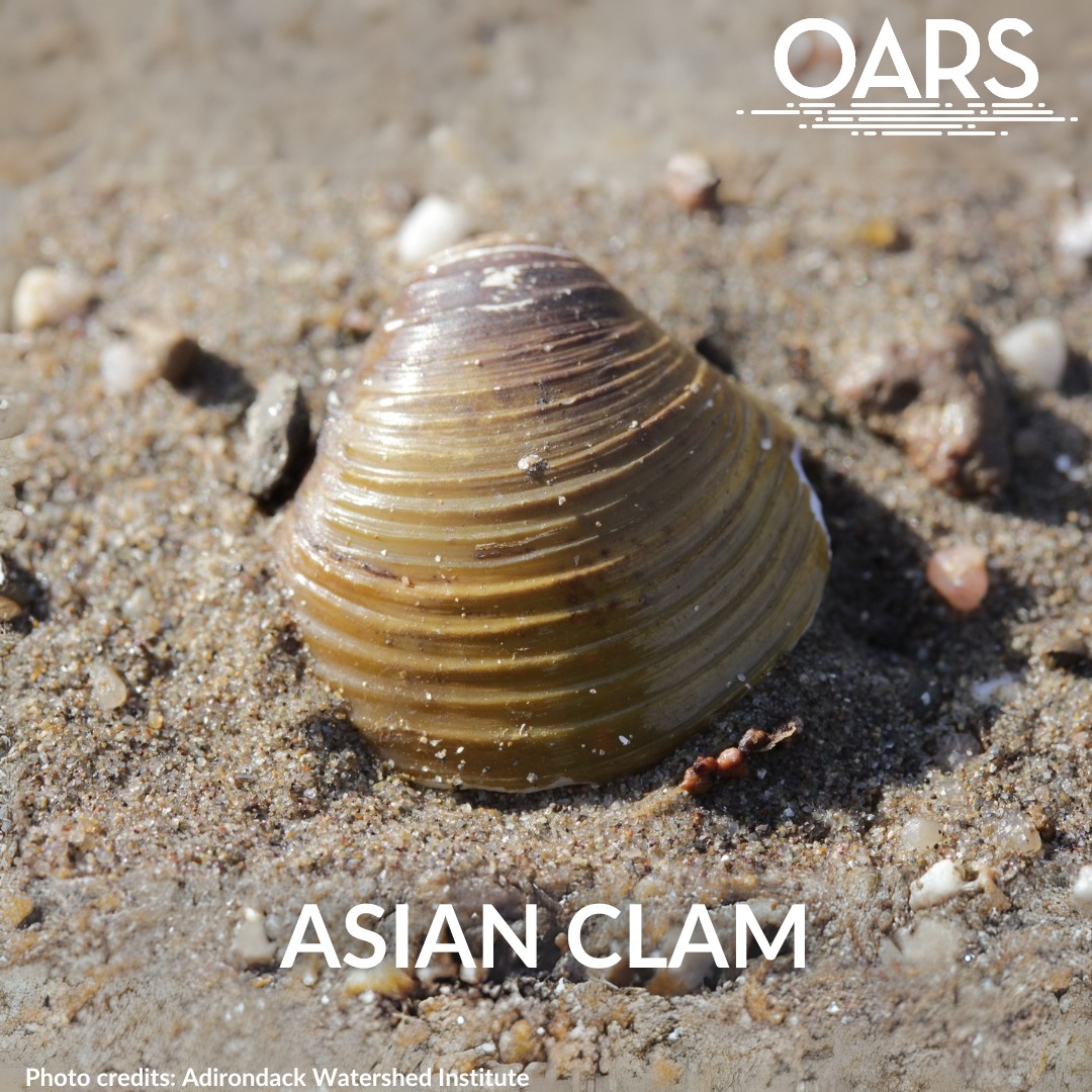 Native to Southeast Asia, the Asian Clam is a persistent and hardy ...