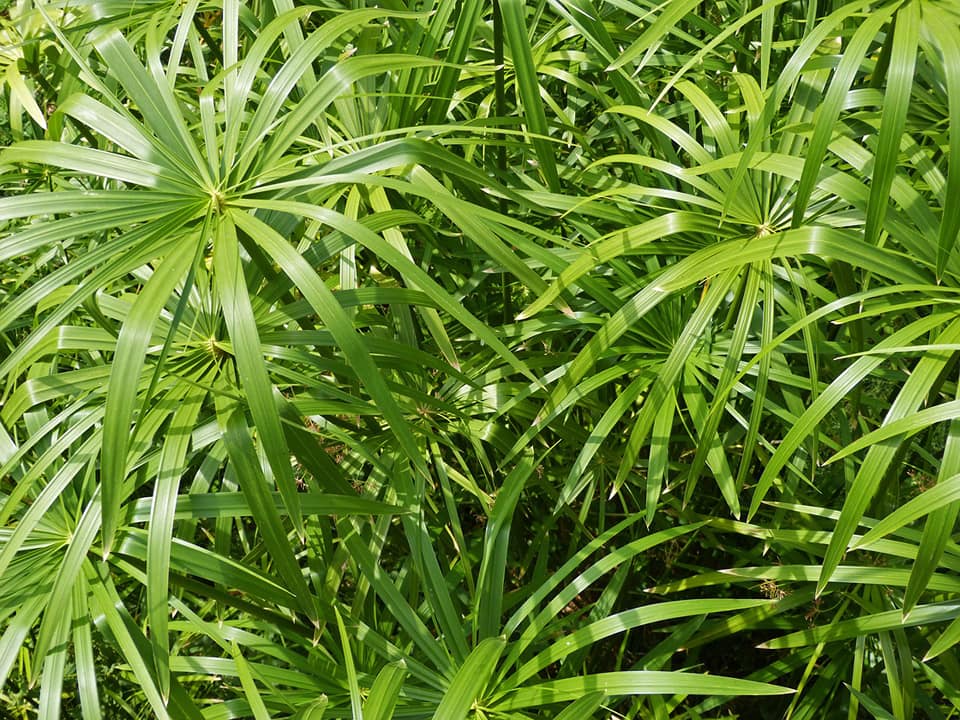 cyperus-facebook