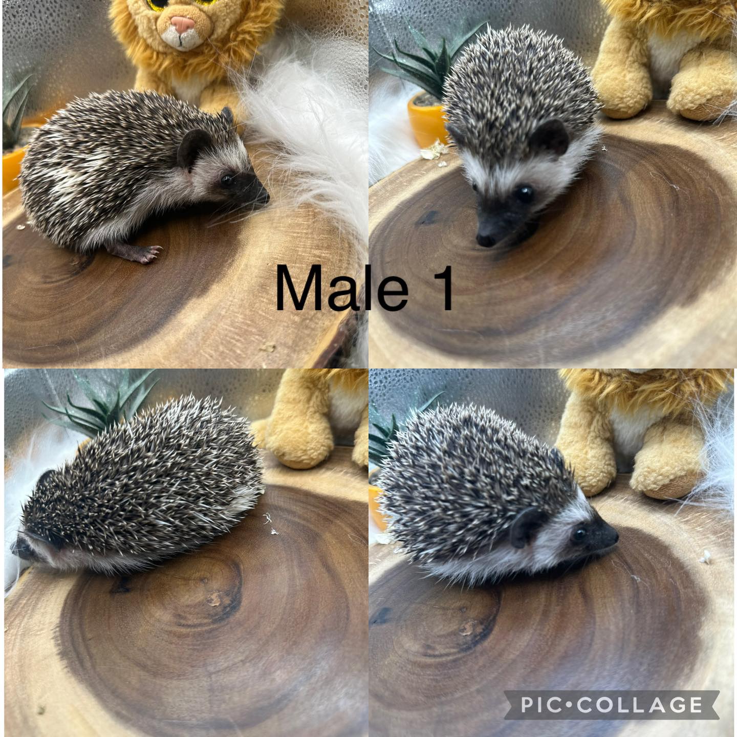 Pride Rock Rattery & Hedgies | Dayton OH