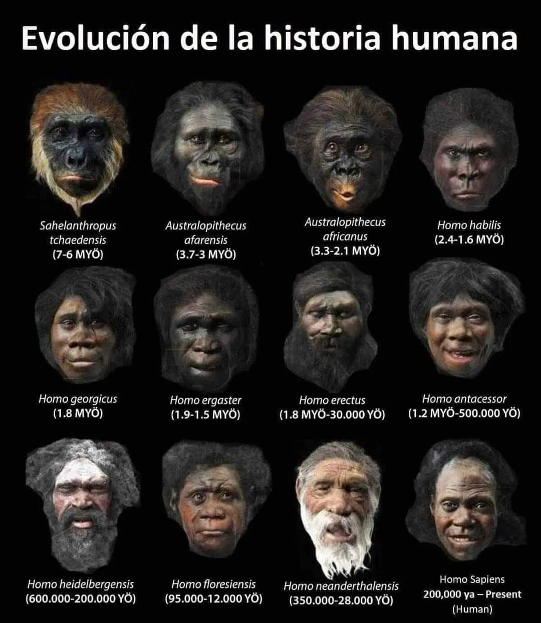 Curioso - La evolución humana u hominización es el proceso de evolución ...