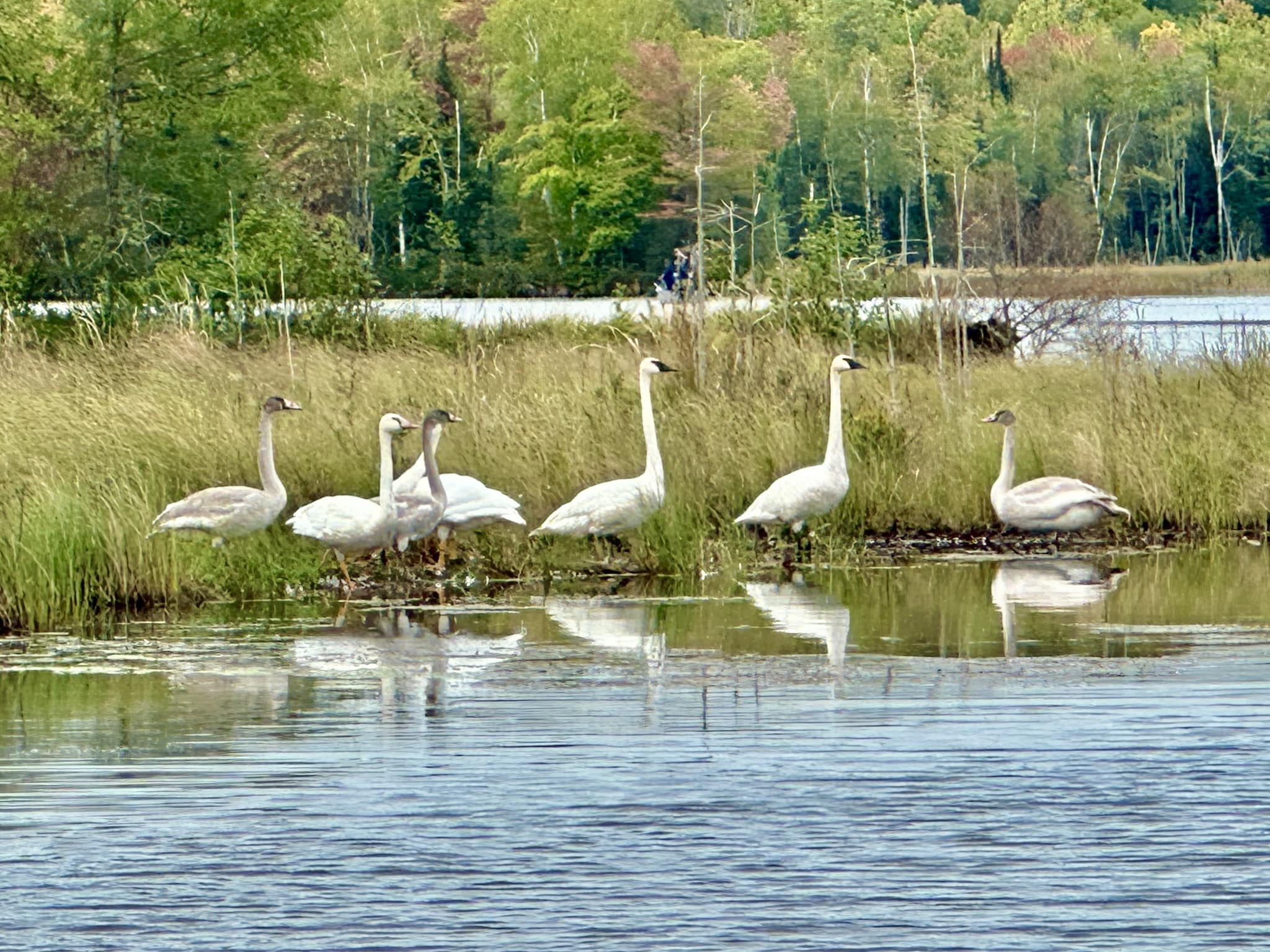 Seven swans symbolize the seven gifts of the Holy Spirit