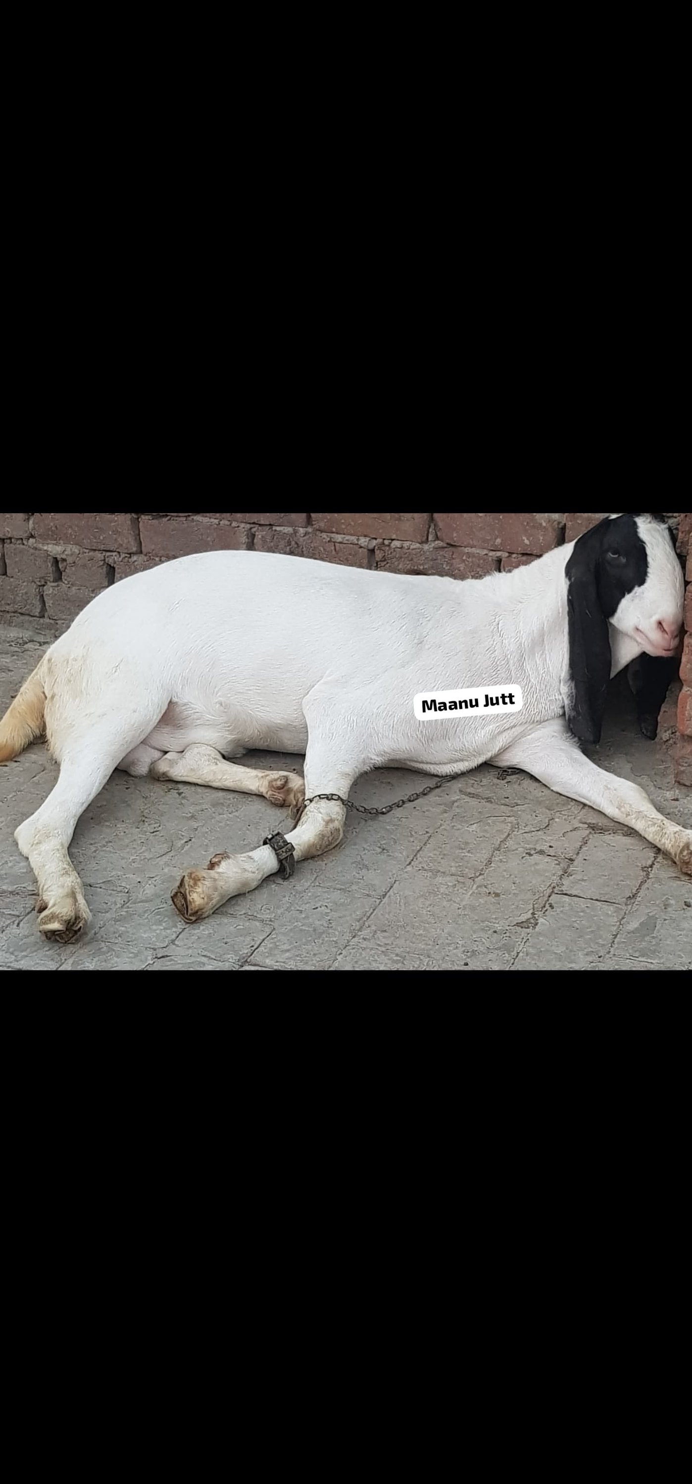 Cattles for eid ul azha