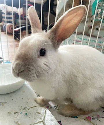 Long Island Rabbit Rescue Group - Meet Maxwell! Max is an active and ...