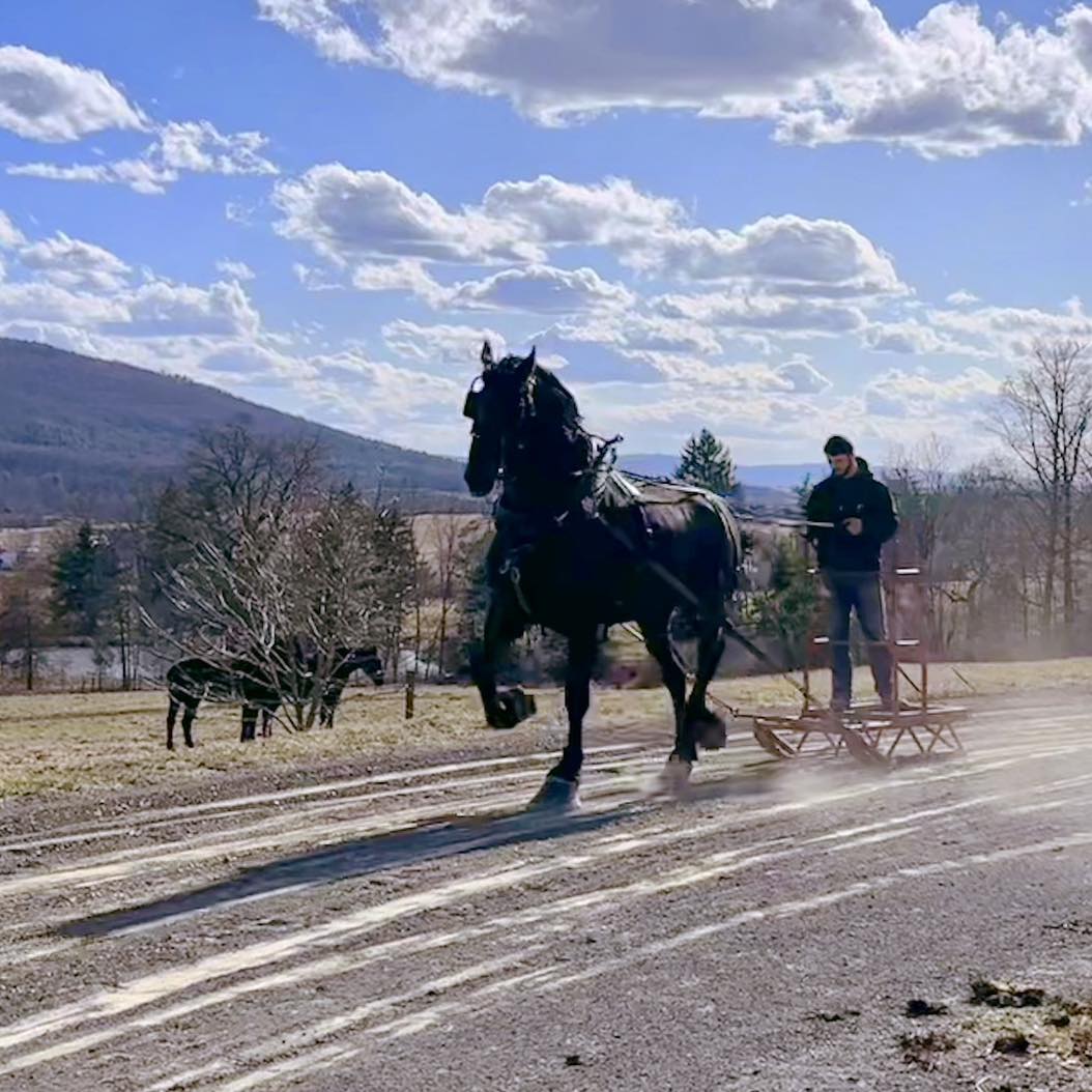 Windermere - 🌸🐴 Spring training for our 2025 show string is officially ...