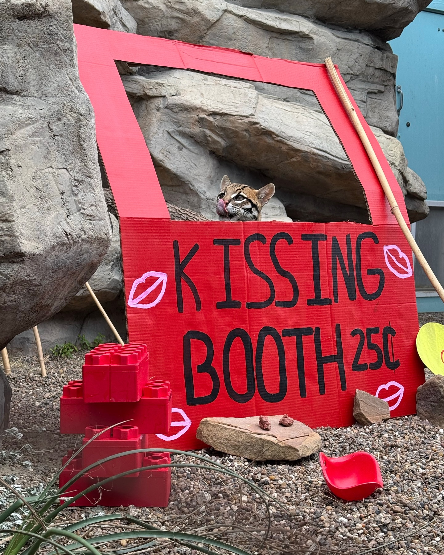 Happy Valentine's Day from Milla, the ocelot. 💌❤️ 📸 Trainer 1