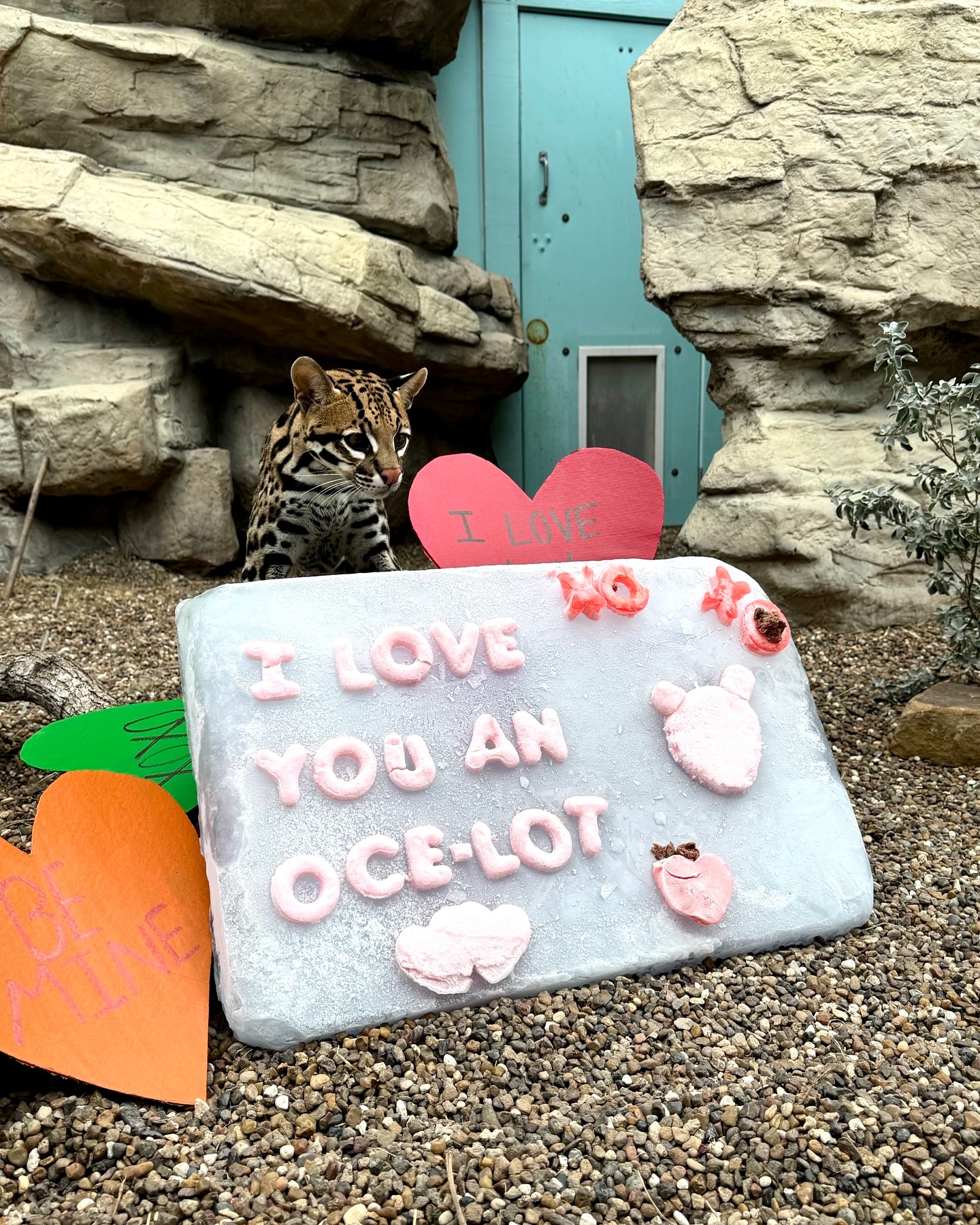 Happy Valentine's Day from Milla, the ocelot. 💌❤️ 📸 Trainer 1