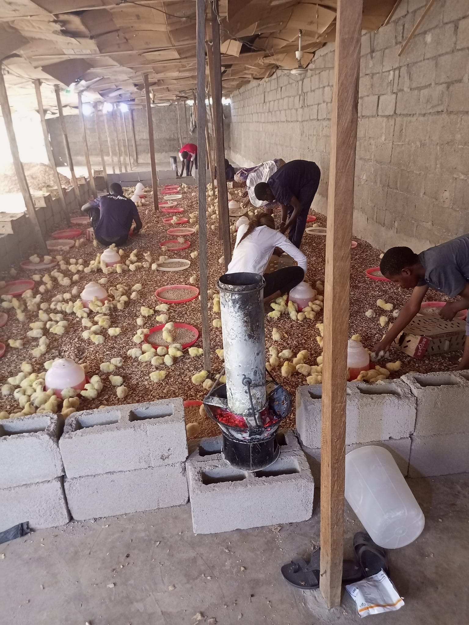 GUIDELINES FOR THE FIRST 7 DAYS... - Usman Bello Poultry Farm
