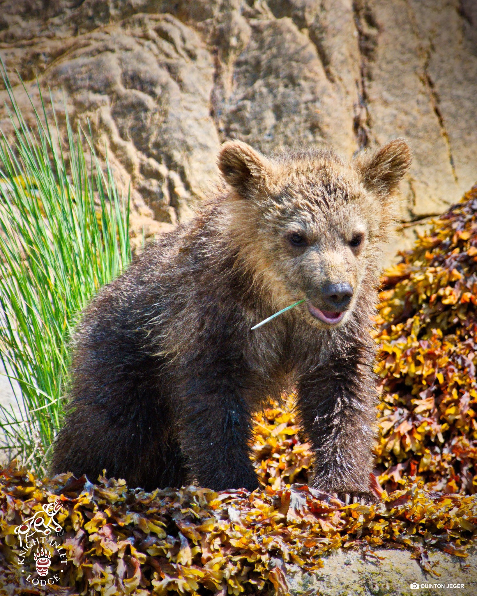 Knight - It's definitely a 'Cute Cub' Friday at Knight Inlet Lodge! Did ...