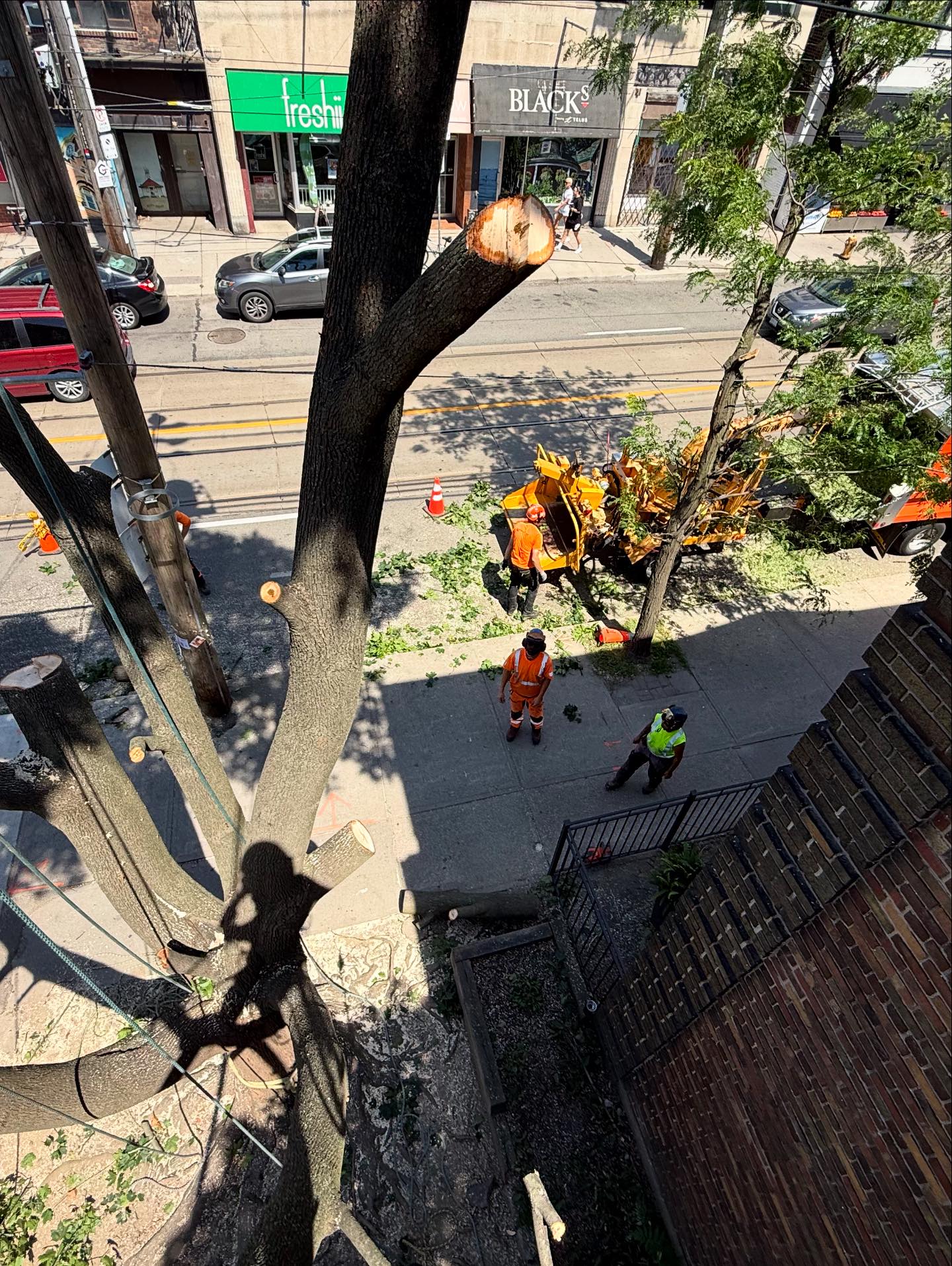 Vista Tree Management | Toronto ON