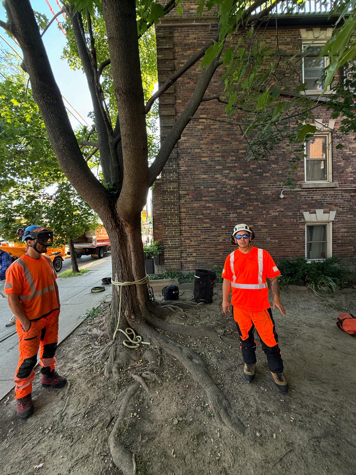 Vista Tree Management | Toronto ON