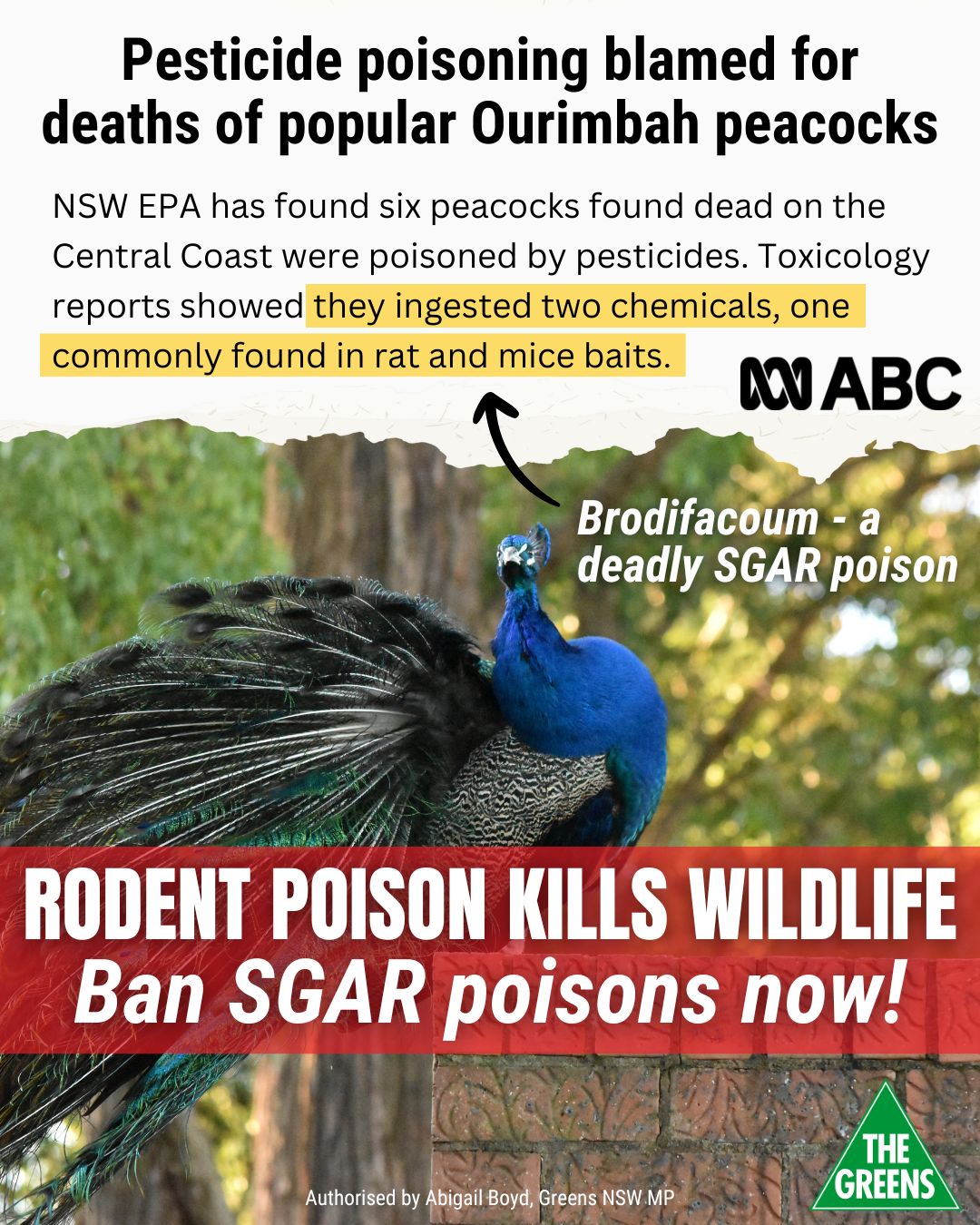 Abigail - From possums to peacocks, SGARs are killing our wildlife. 6 ...