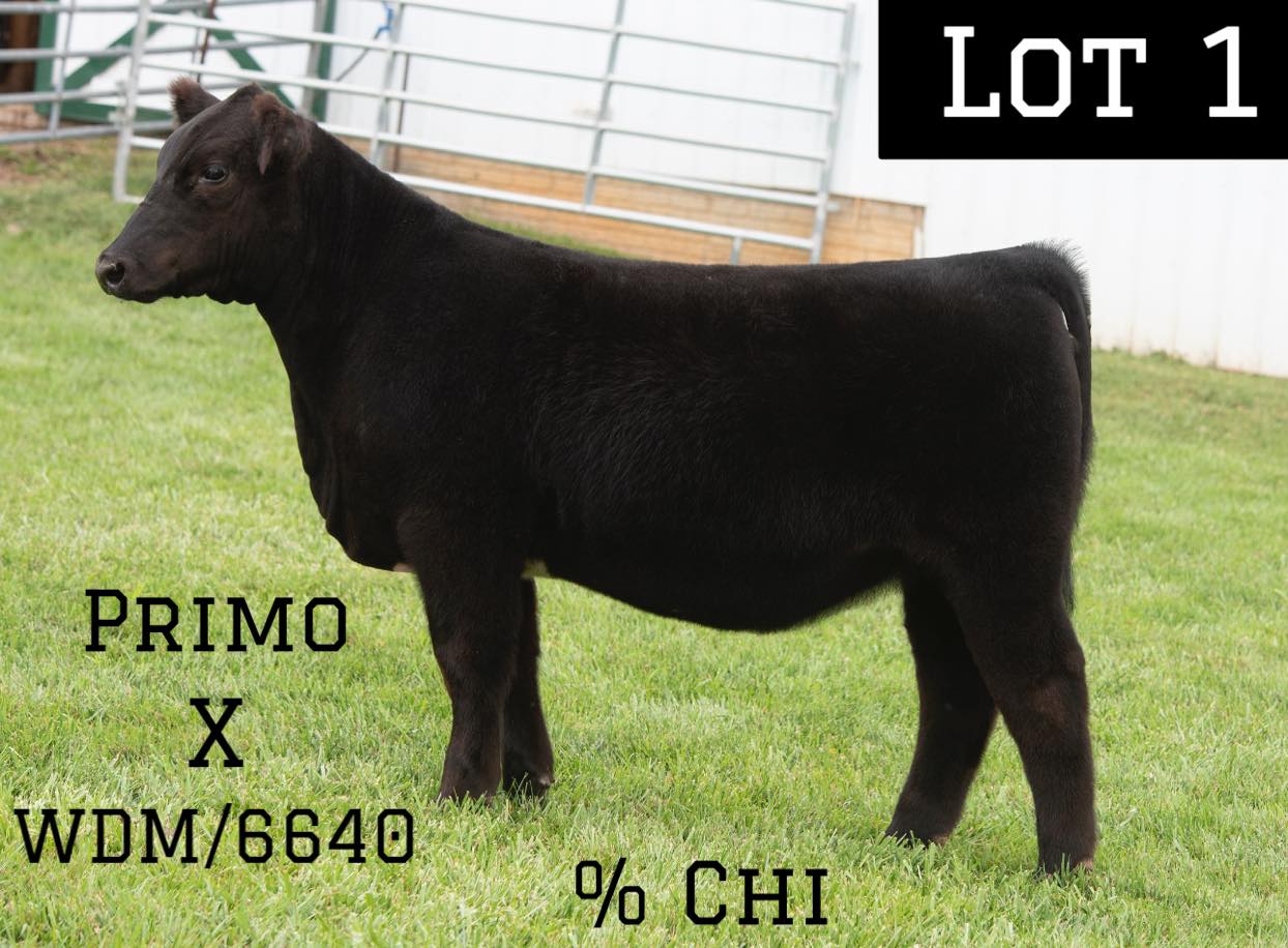 Butler Farms Show Cattle | Inwood WV