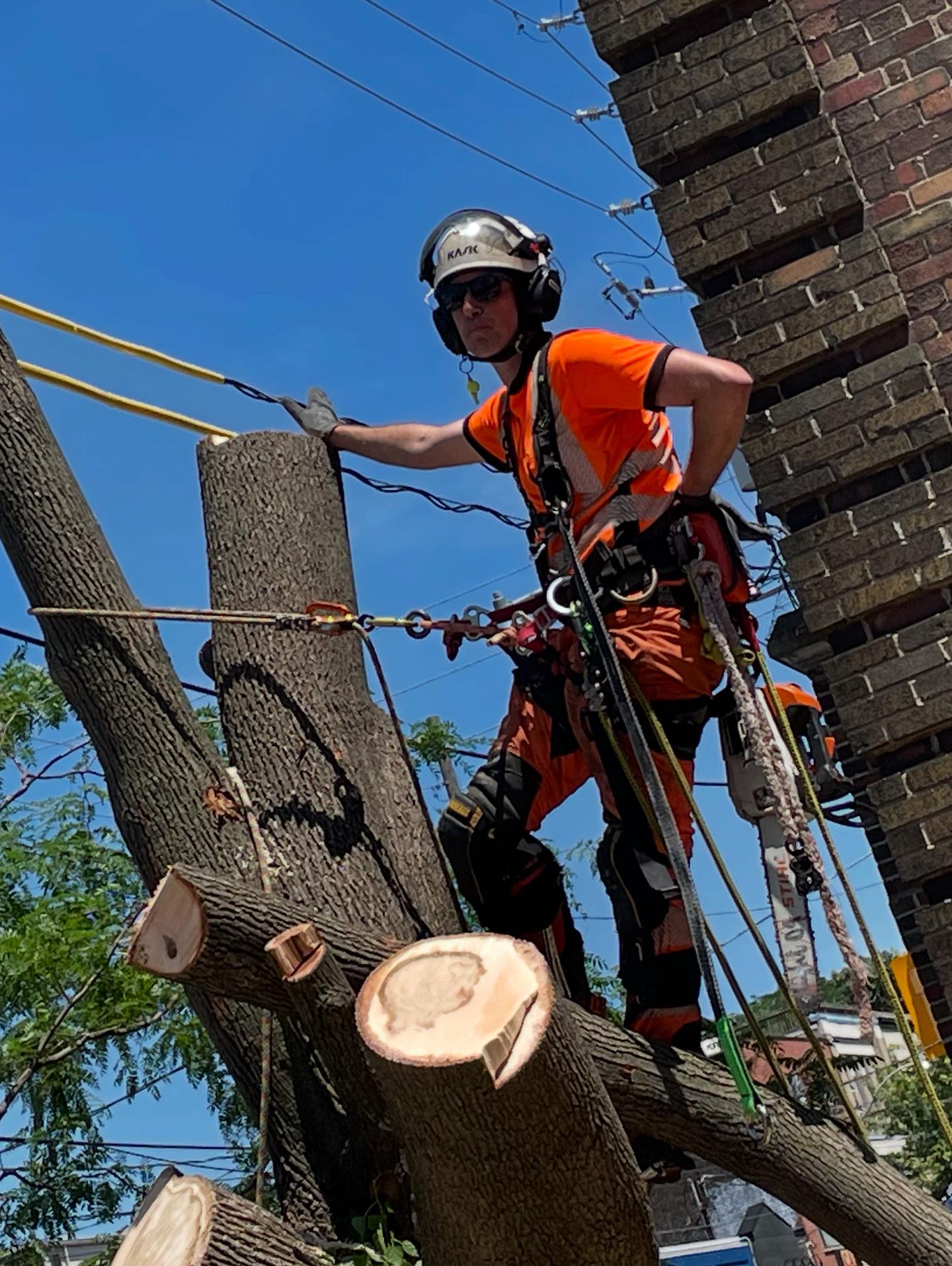 Vista Tree Management | Toronto ON