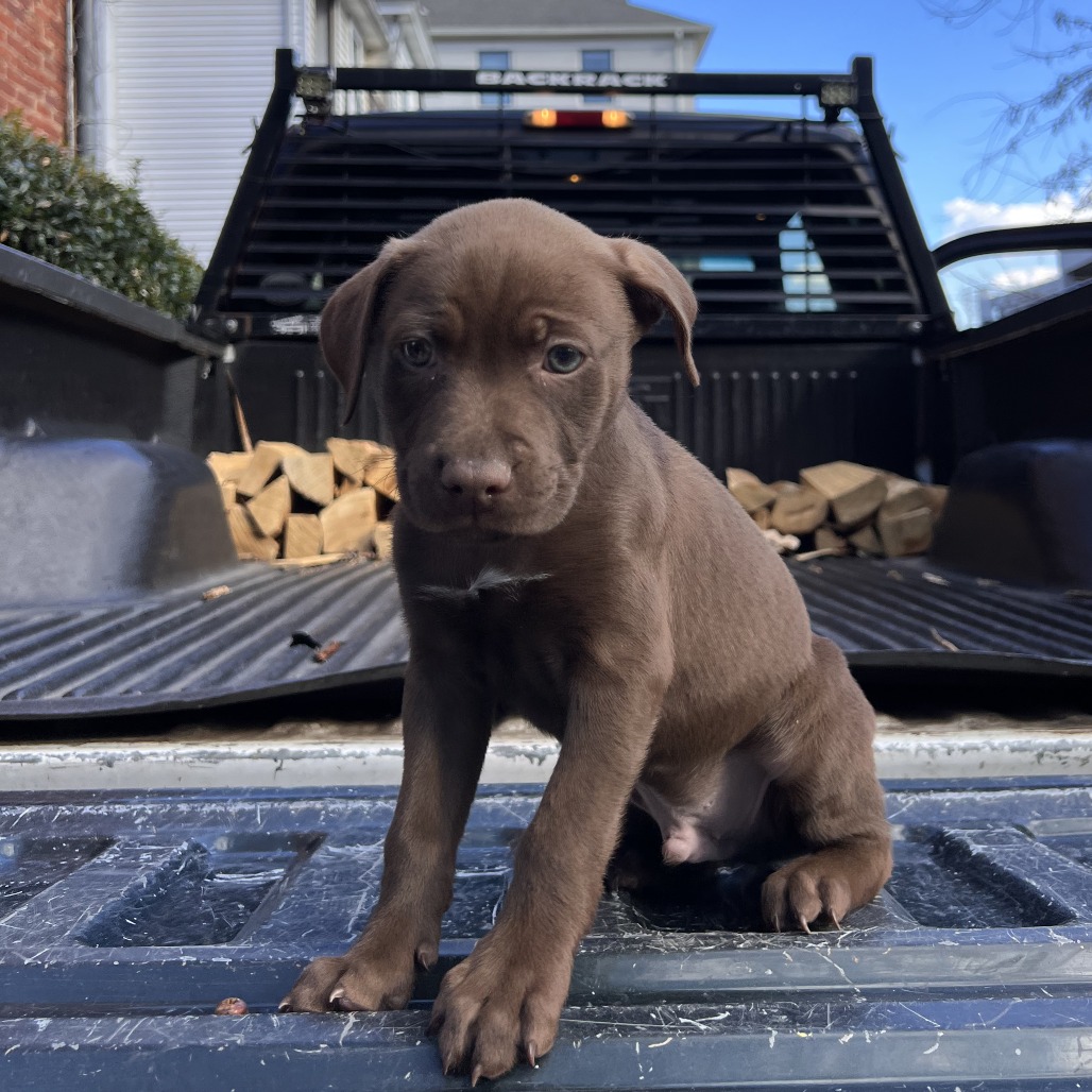 Charlottesville-Albemarle... - Charlottesville-Albemarle SPCA