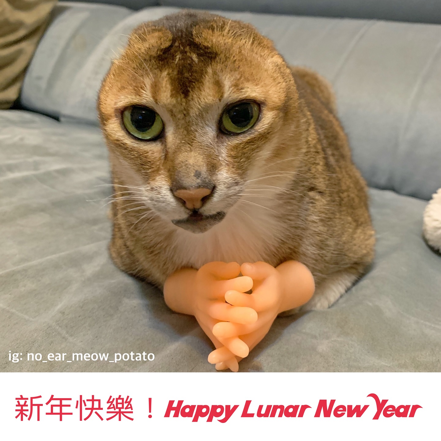 無耳貓薯仔與好兄弟Horlick - 薯仔一家祝大家蛇年身體健康，開開心心，恭喜恭喜 ️ Potato’s family wish you ...
